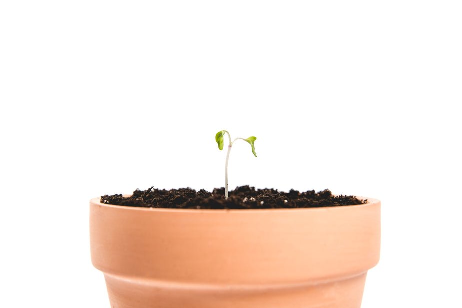 pot-with-a-single-sprout_925x.jpg