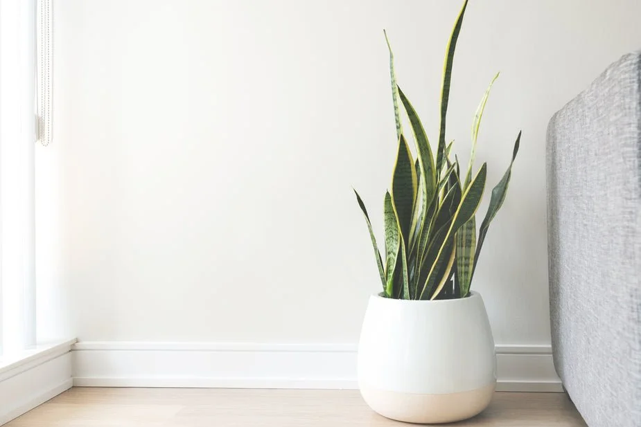 house-plant-in-white-pot_925x.jpg