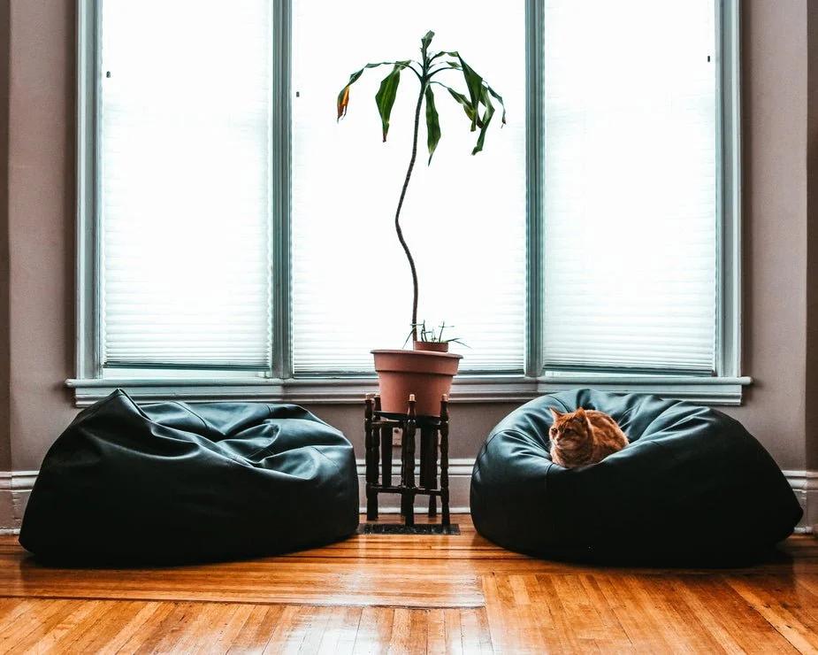 comfortable-living-room-cat_925x.jpg