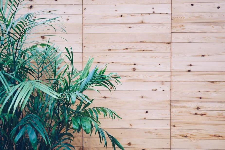 house-plant-on-wooden-slat-wall_925x.jpg