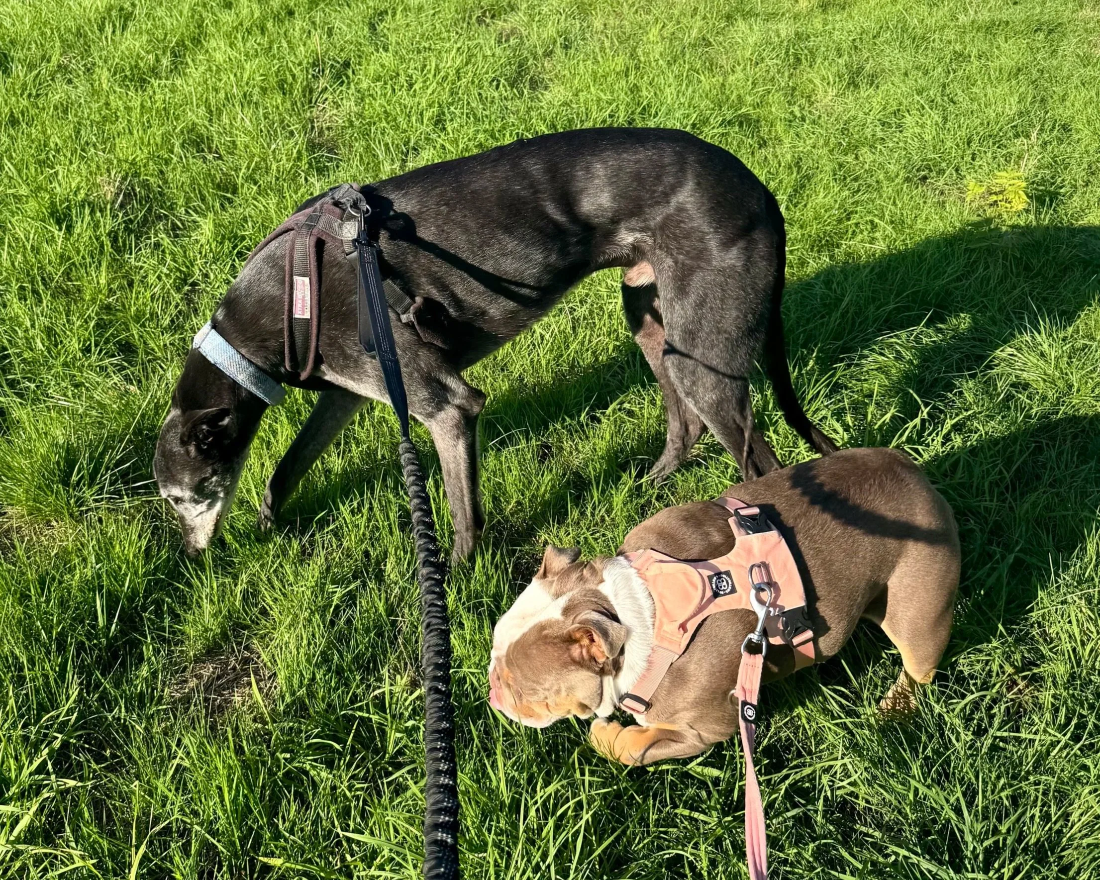 Two dogs, one black and white and the other brown and white, are walking on a grassy field with sunlight and shadows.