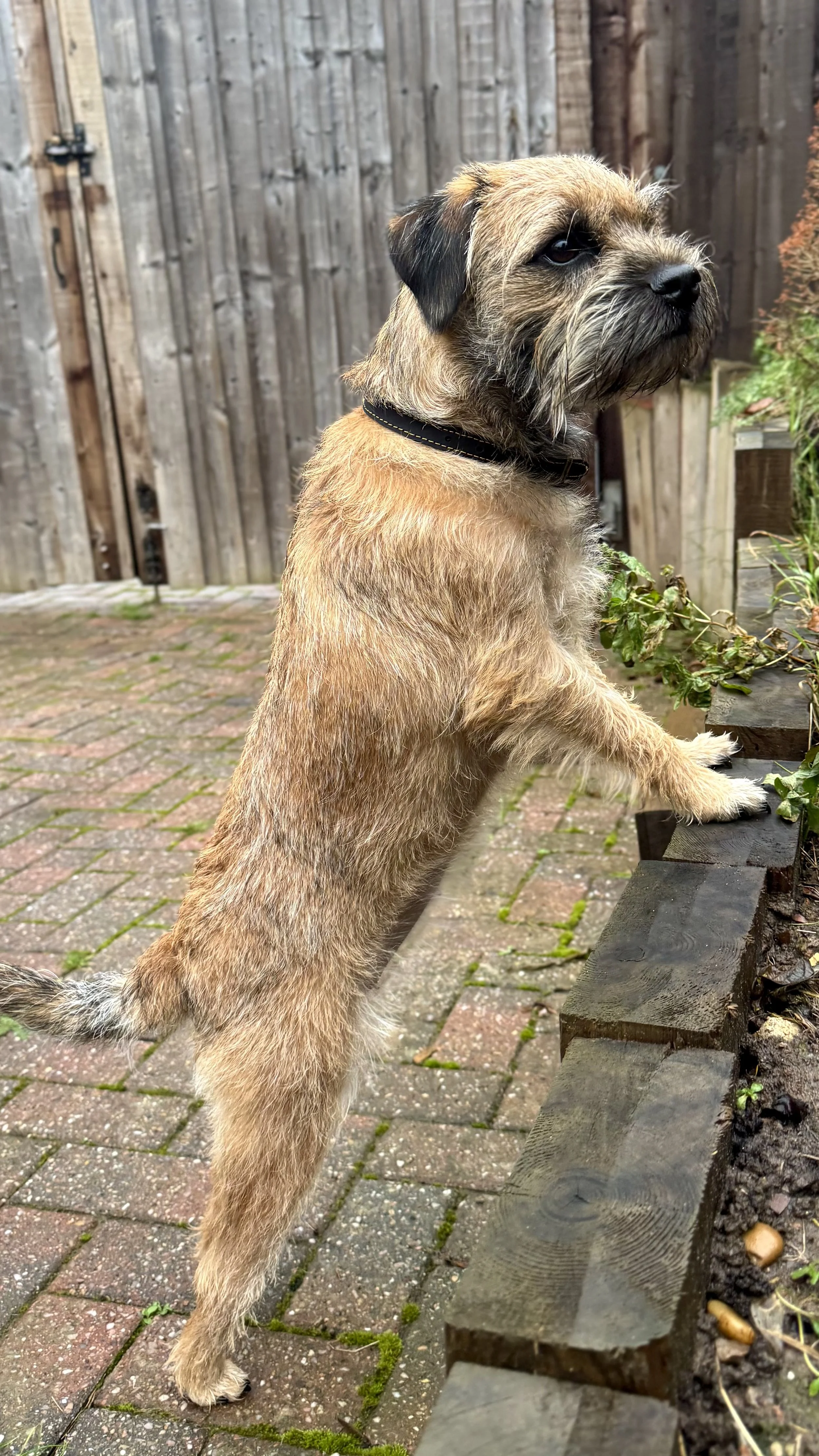 A small brown dog with a scruffy coat standing on its hind legs, resting its paws on a wood border in a backyard patio with a wooden fence in the background.