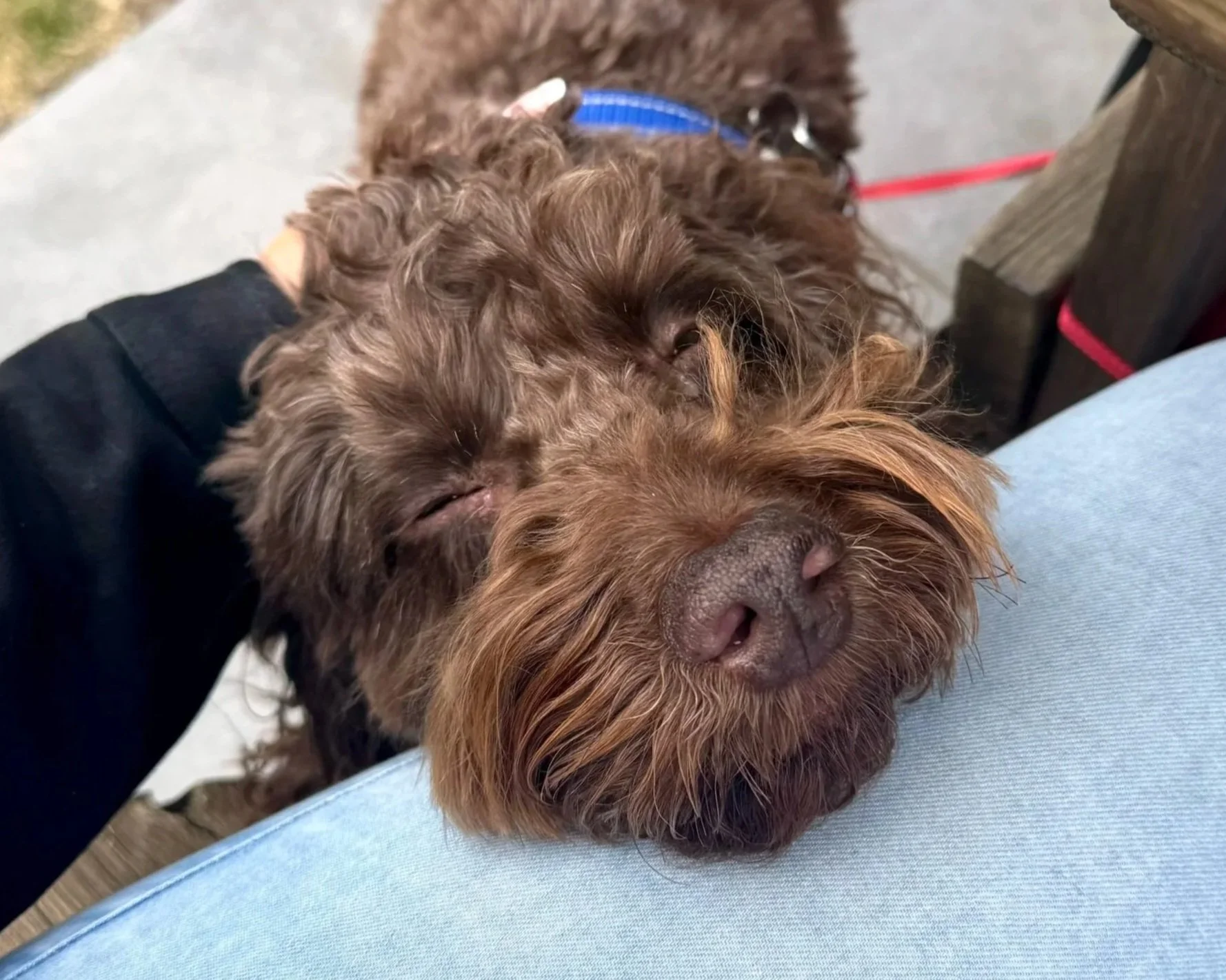 A brown, curly-haired dog resting its head on a person's lap, with its eyes closed, in an outdoor setting.