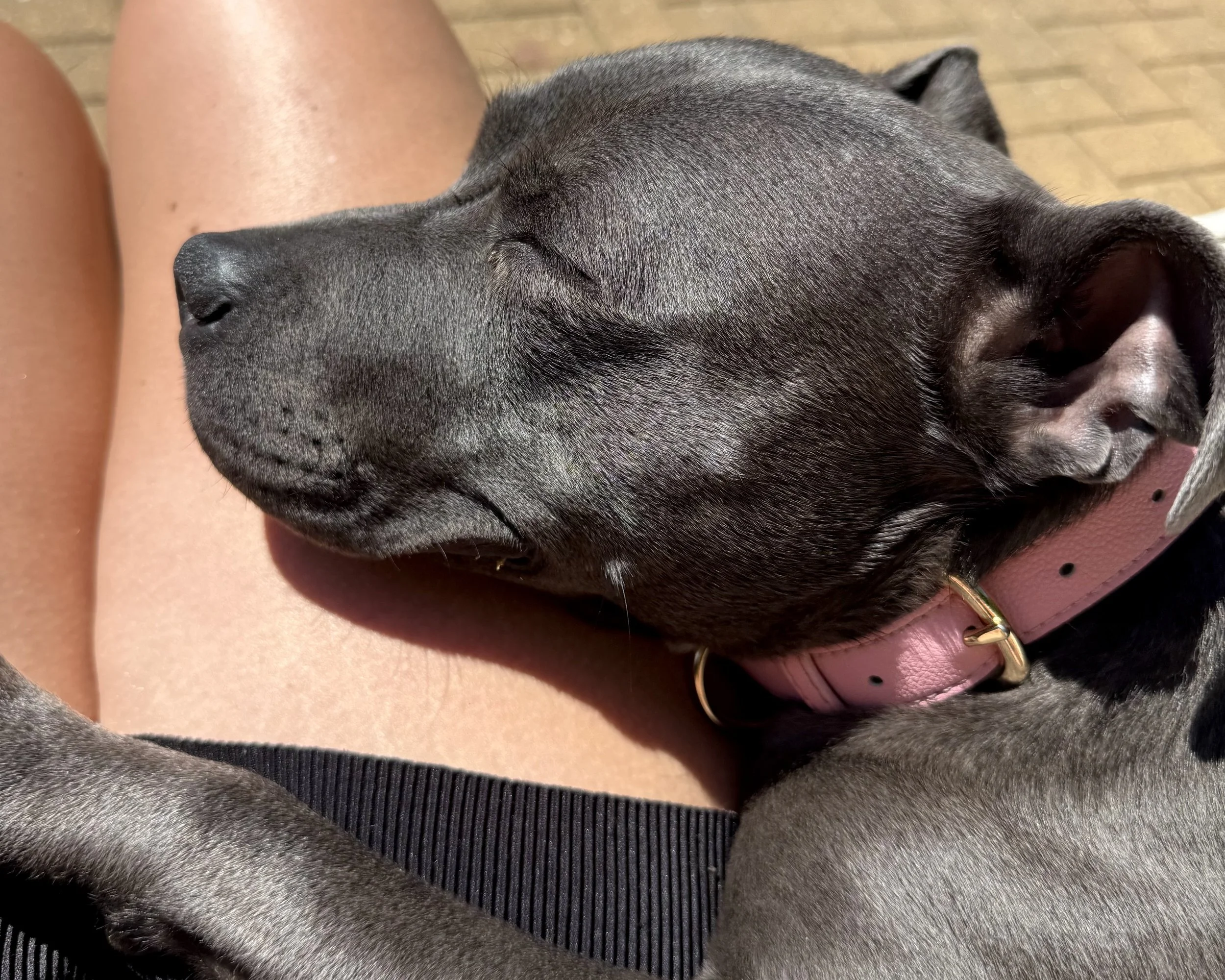 A close-up of a black puppy sleeping on a person's lap, wearing a pink collar, with a wooden floor in the background.