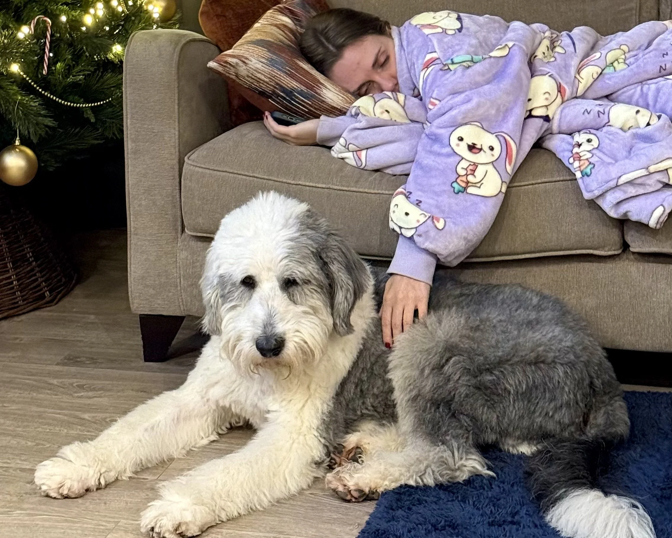 A woman sleeping on a beige couch covered with a purple blanket featuring cartoon rabbits, with her arm extended to gently pet a large, fluffy, black and white dog lying on the floor next to the couch, in front of a decorated Christmas tree.
