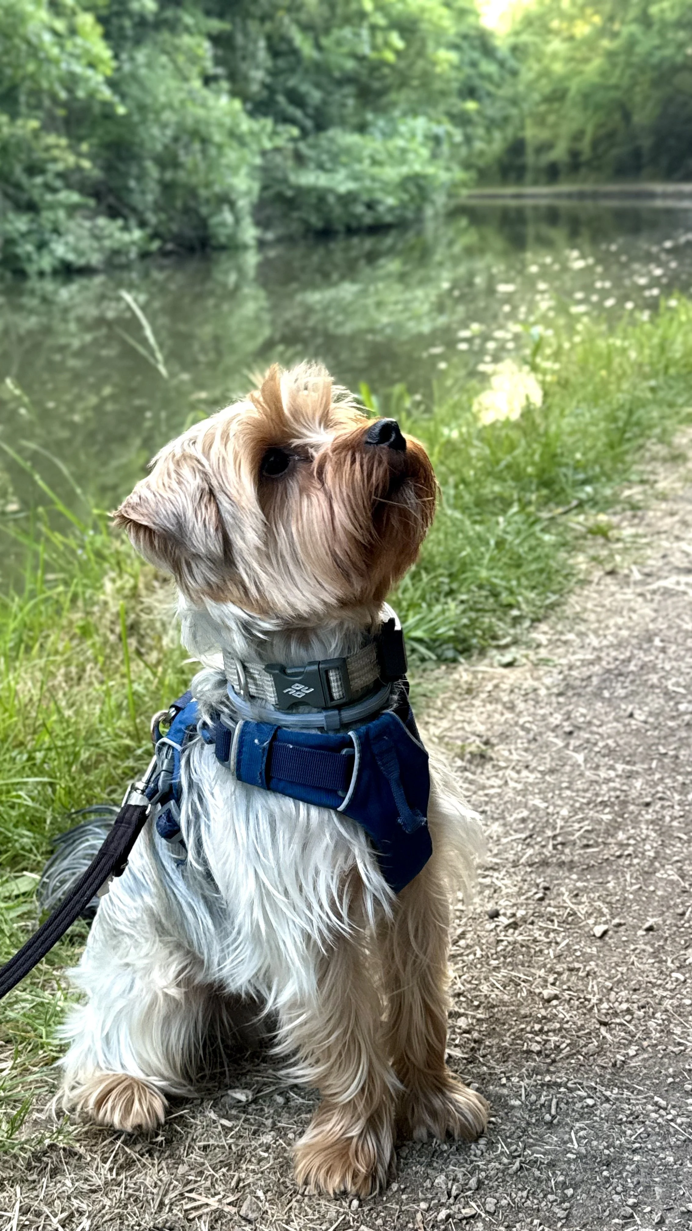 Dog sitting on dirt trail beside a river in a forested area.