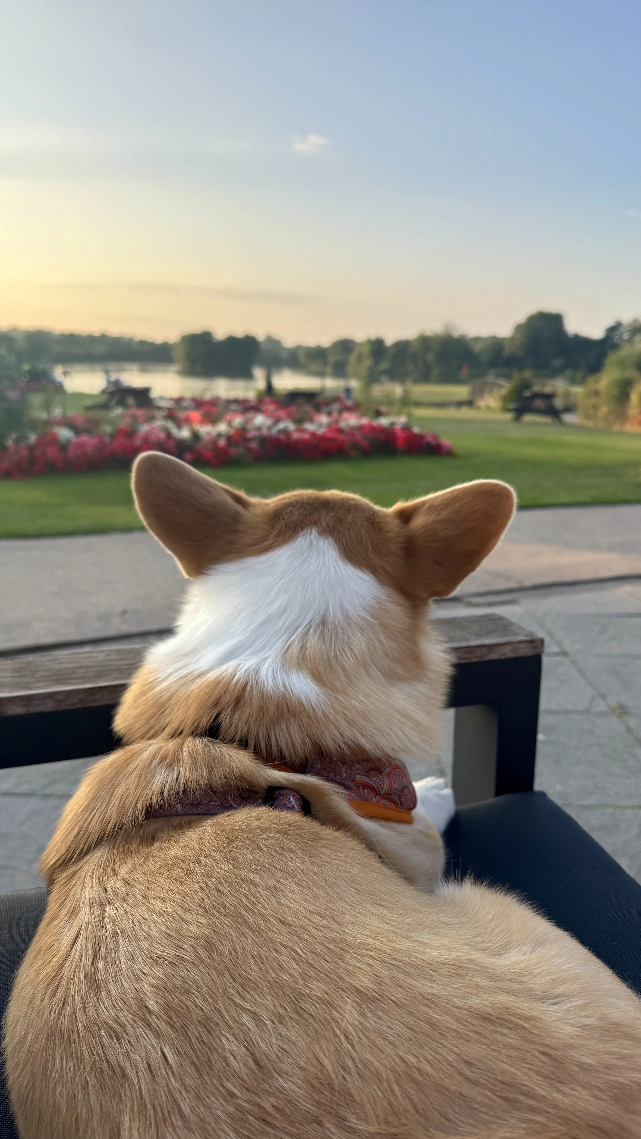 A dog with tan and white fur sitting outdoors, looking at a lake and sunset with pink flowers and with a few boats in the distance.