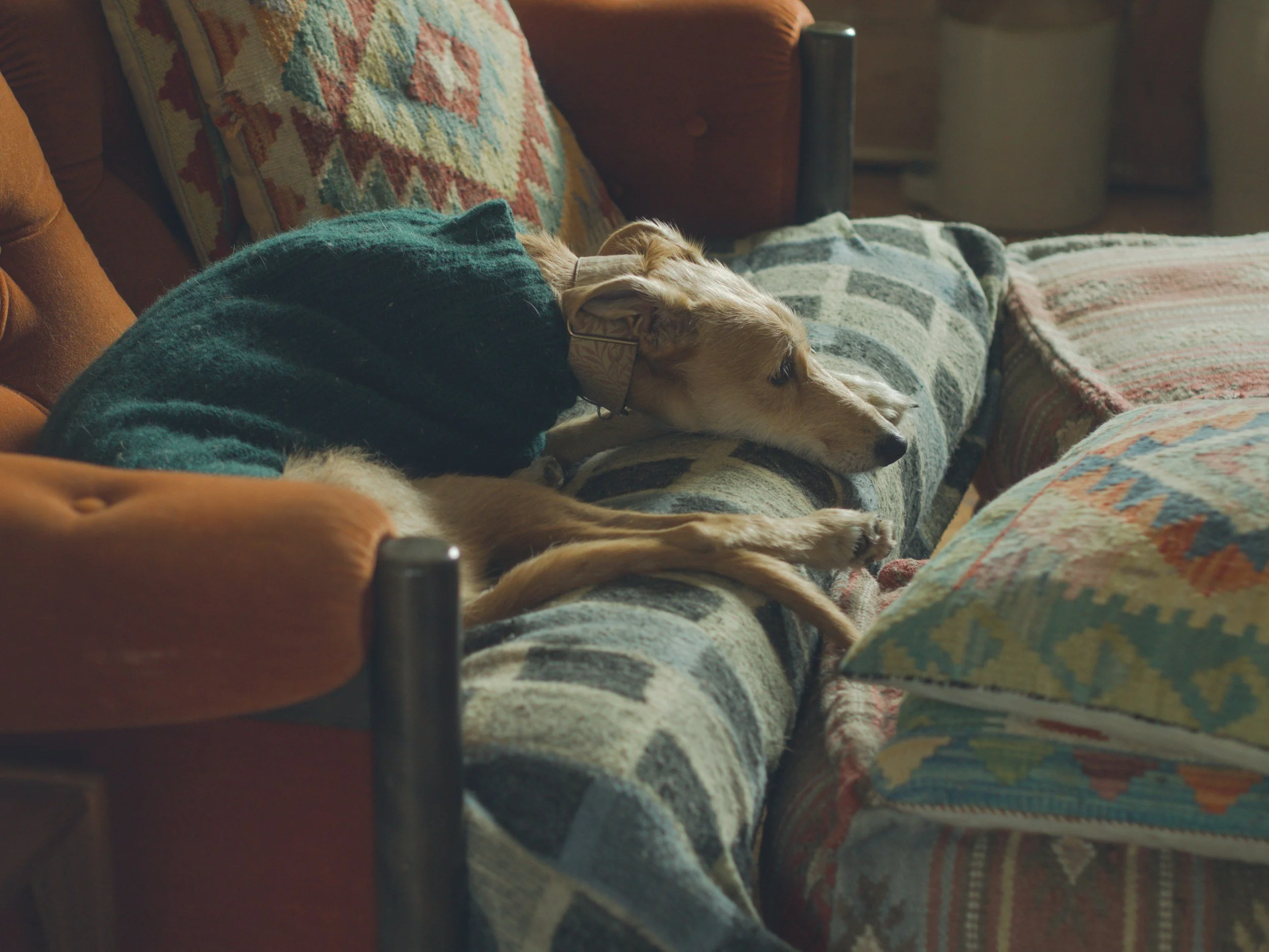 A dog wearing a dark green sweater lying on a sofa with colorful, patterned pillows.