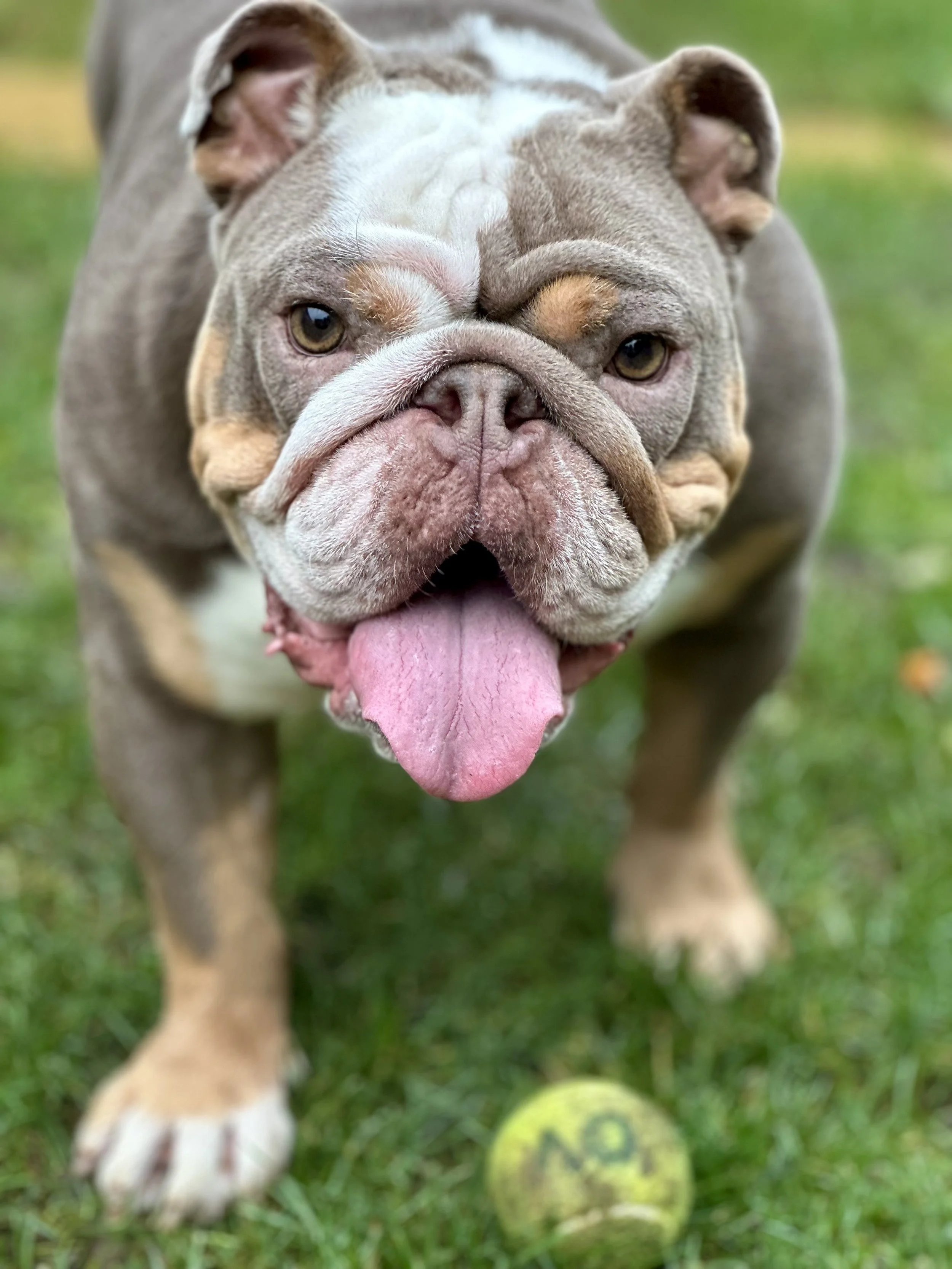 Close-up of a healthy English Bulldog standing on grass, with its tongue out and a tennis ball in front of it.