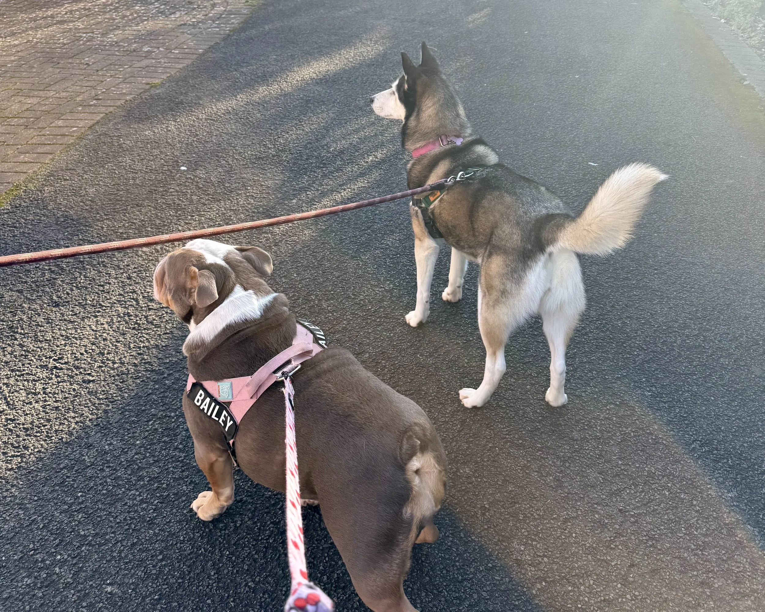 Two dogs on leashes standing on a paved sidewalk, one is a brown and white bulldog with a harness labeled 'BAILEY' and the other is a sibling Husky mix with a black and white fur coat, looking away from each other.