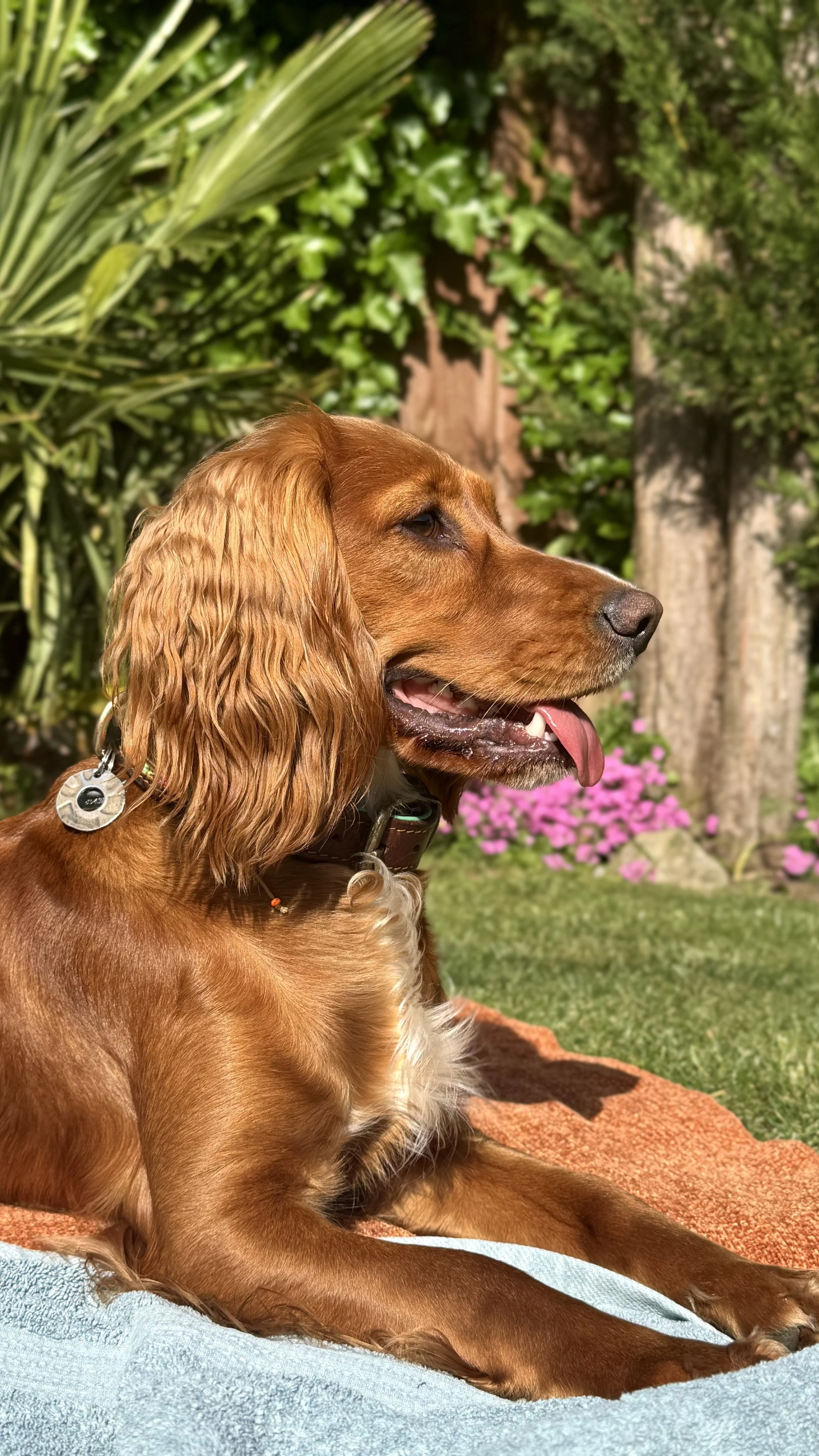 Cocker Spaniel dog lying on a towel in a garden with green foliage, pink flowers, trees, and grass in the background.