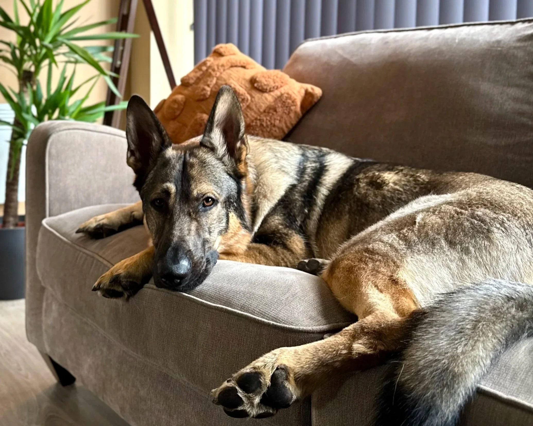 A dog with a mixed black, gray, and tan coat lying on a beige sofa, resting its head on the armrest and looking at the camera.