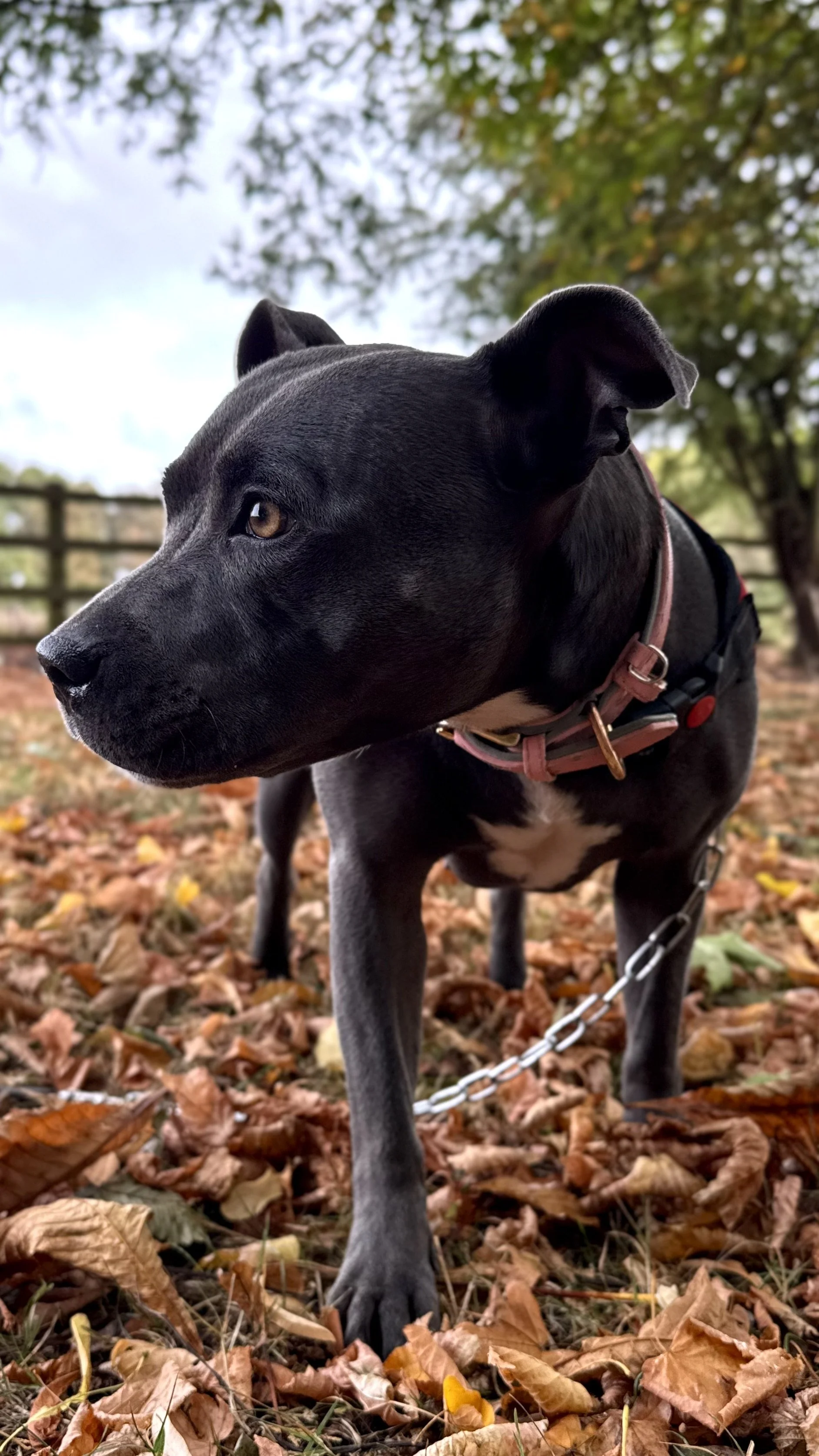 Close-up of a black dog on a leash in a park surrounded by autumn leaves, with trees and a wooden fence in the background.