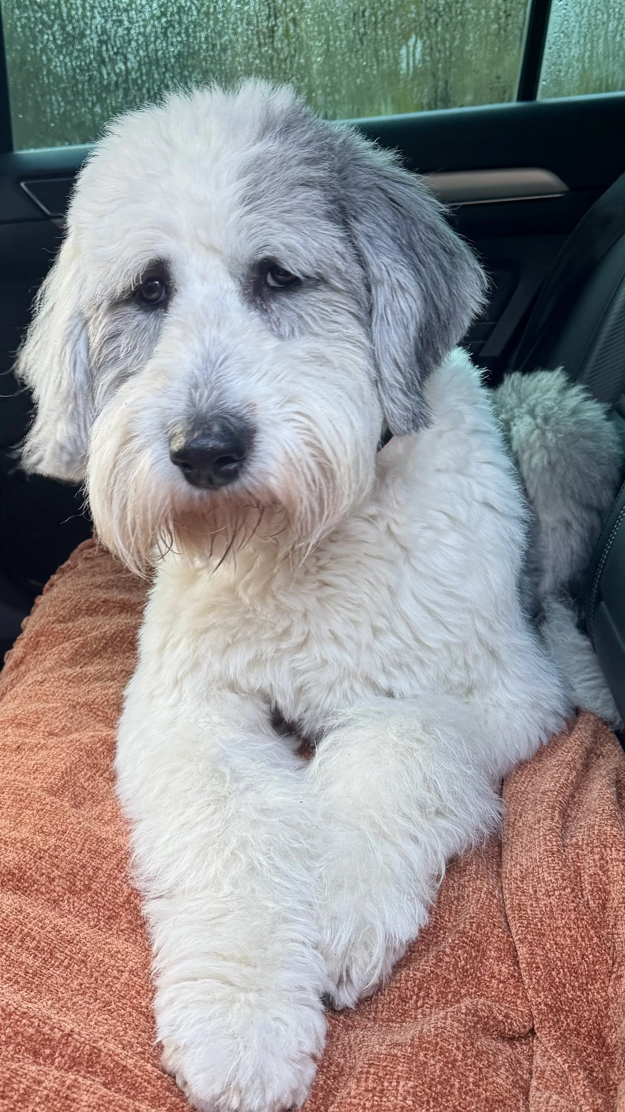 A fluffy white and gray puppy with soft fur is sitting on a person's lap inside a vehicle. The puppy has a gentle expression and is looking at the camera.