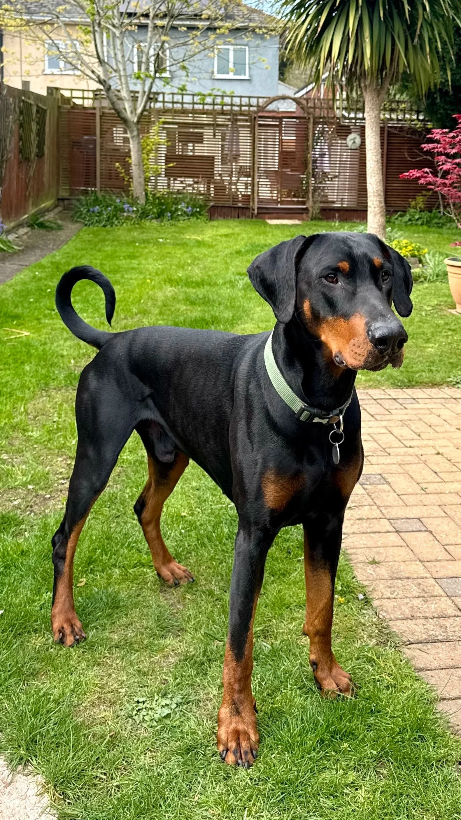 A black and tan Doberman dog standing on grass in a backyard, with a pali brick pathway and a wooden fence in the background.