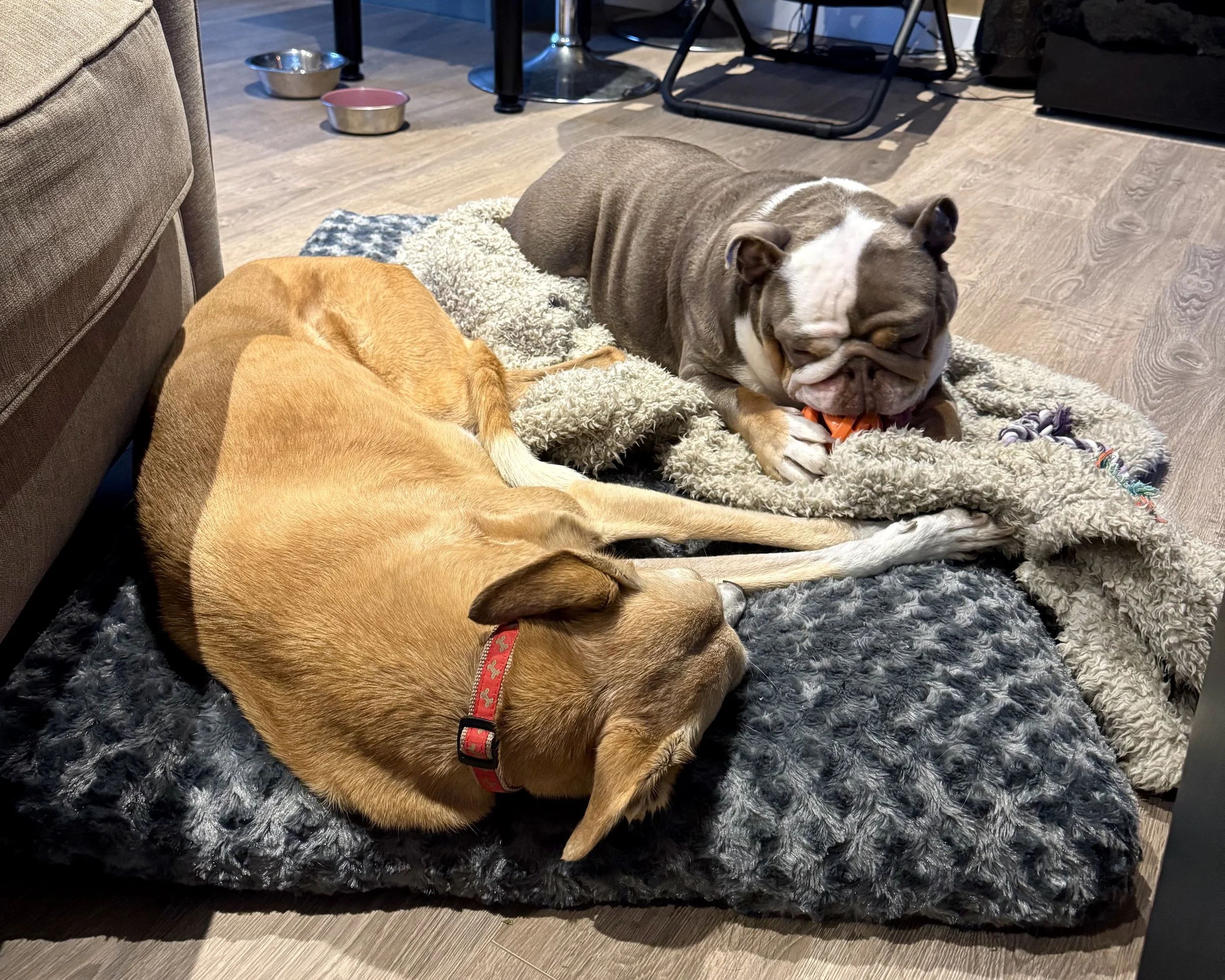 Two dogs resting on a plush dog bed with a gray textured surface and a tan blanket. One dog is a tan-colored hound with a red collar, lying on its side with its eyes closed. The other is a gray and white bulldog with a short coat and an orange collar, lying on its stomach and chewing on a toy. In the background, there are pet bowls, furniture, and a wooden floor.