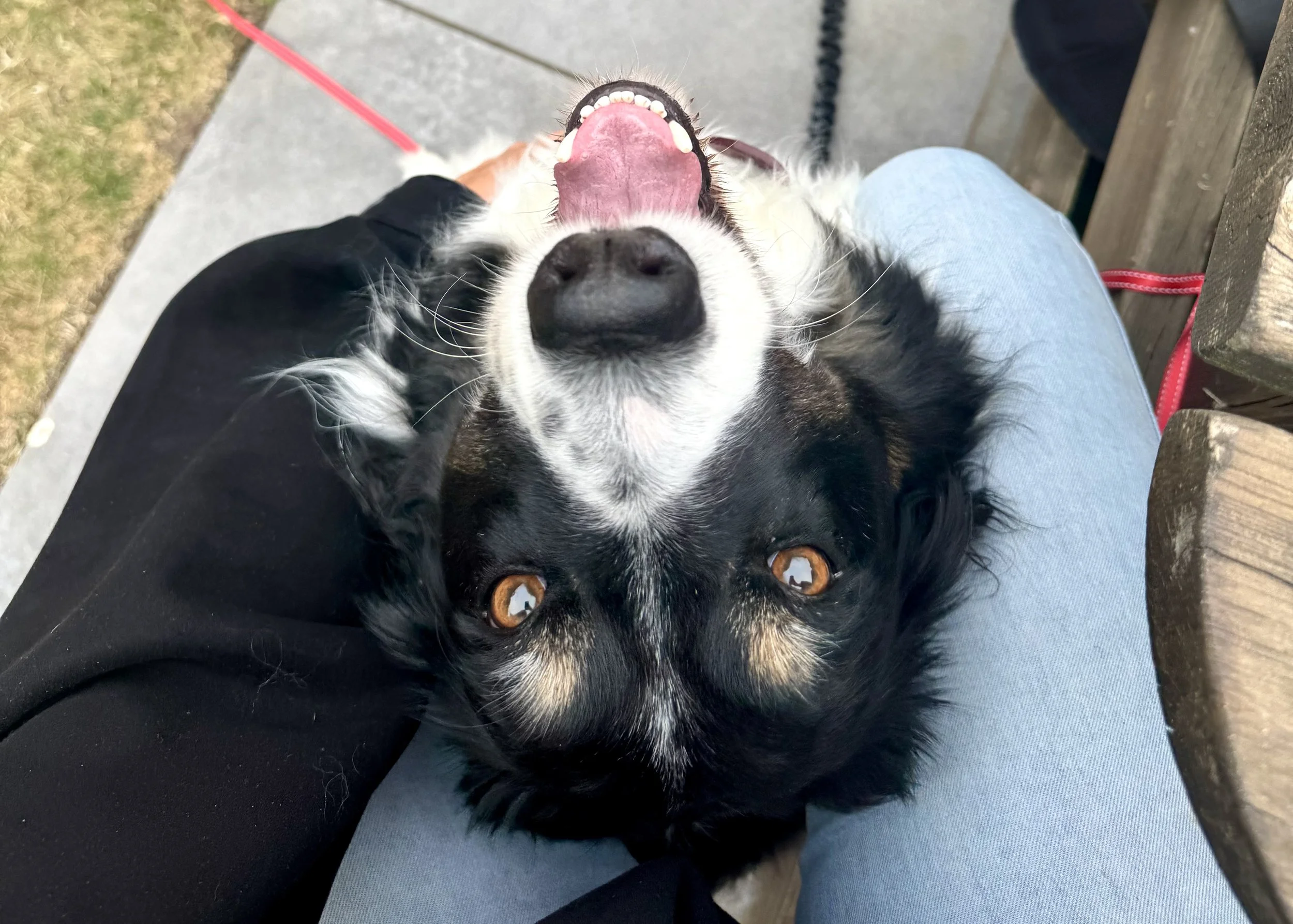 A happy black and white dog with brown eyes lying on its back on a person's lap, looking up at the camera with its mouth open.