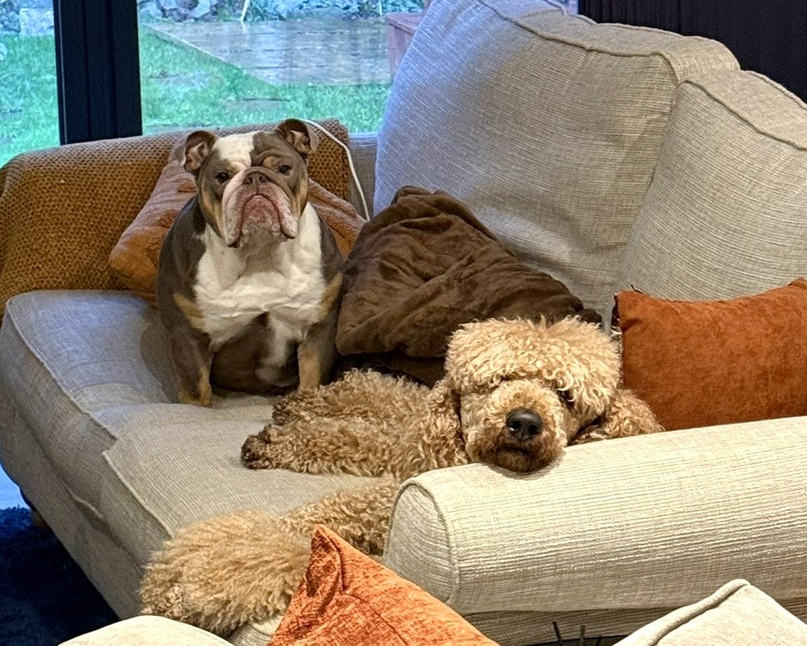 Two dogs relax on a beige sectional sofa with pillows in a living room, near a window showing a backyard.