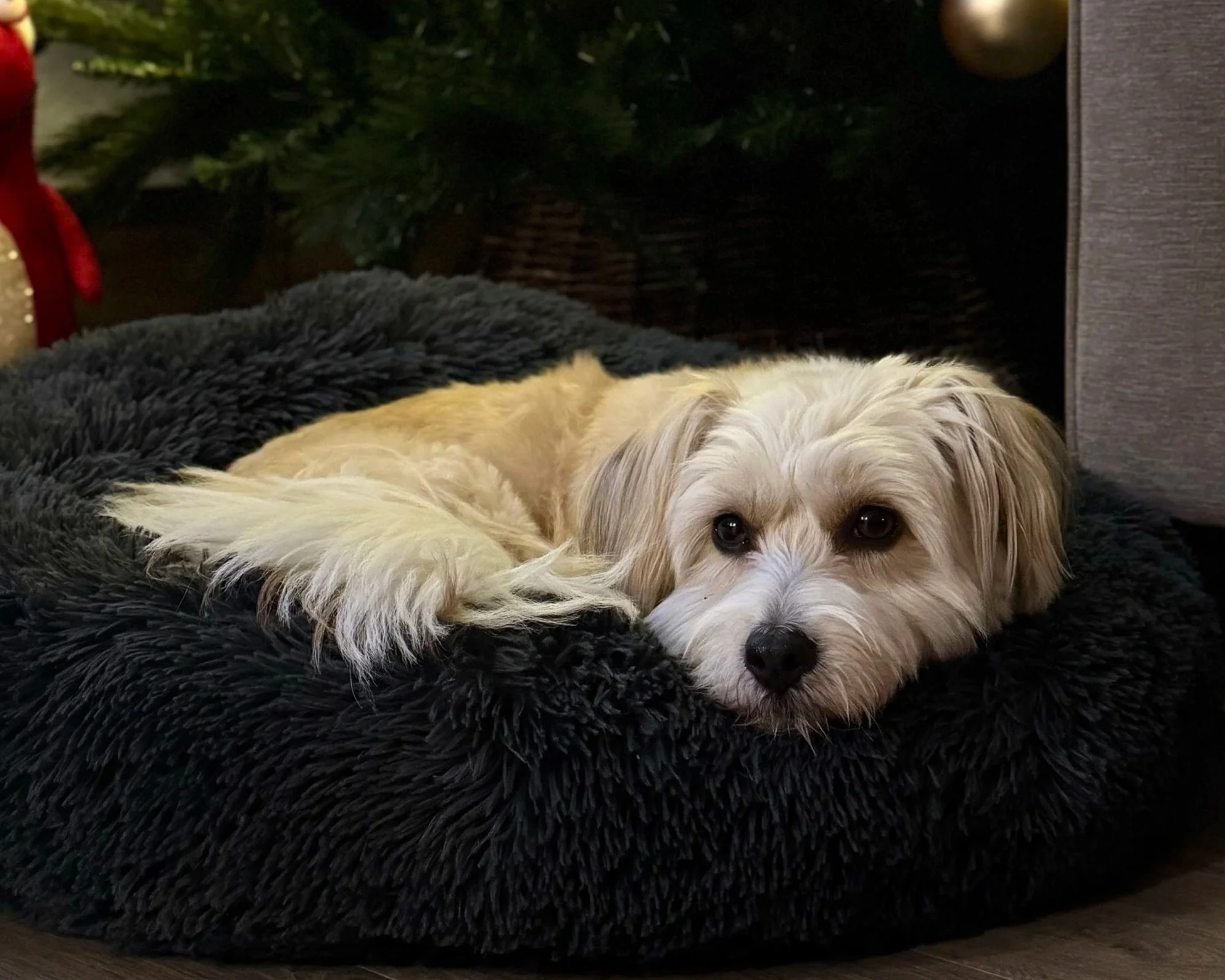A small, fluffy dog lying on a black, fuzzy dog bed.