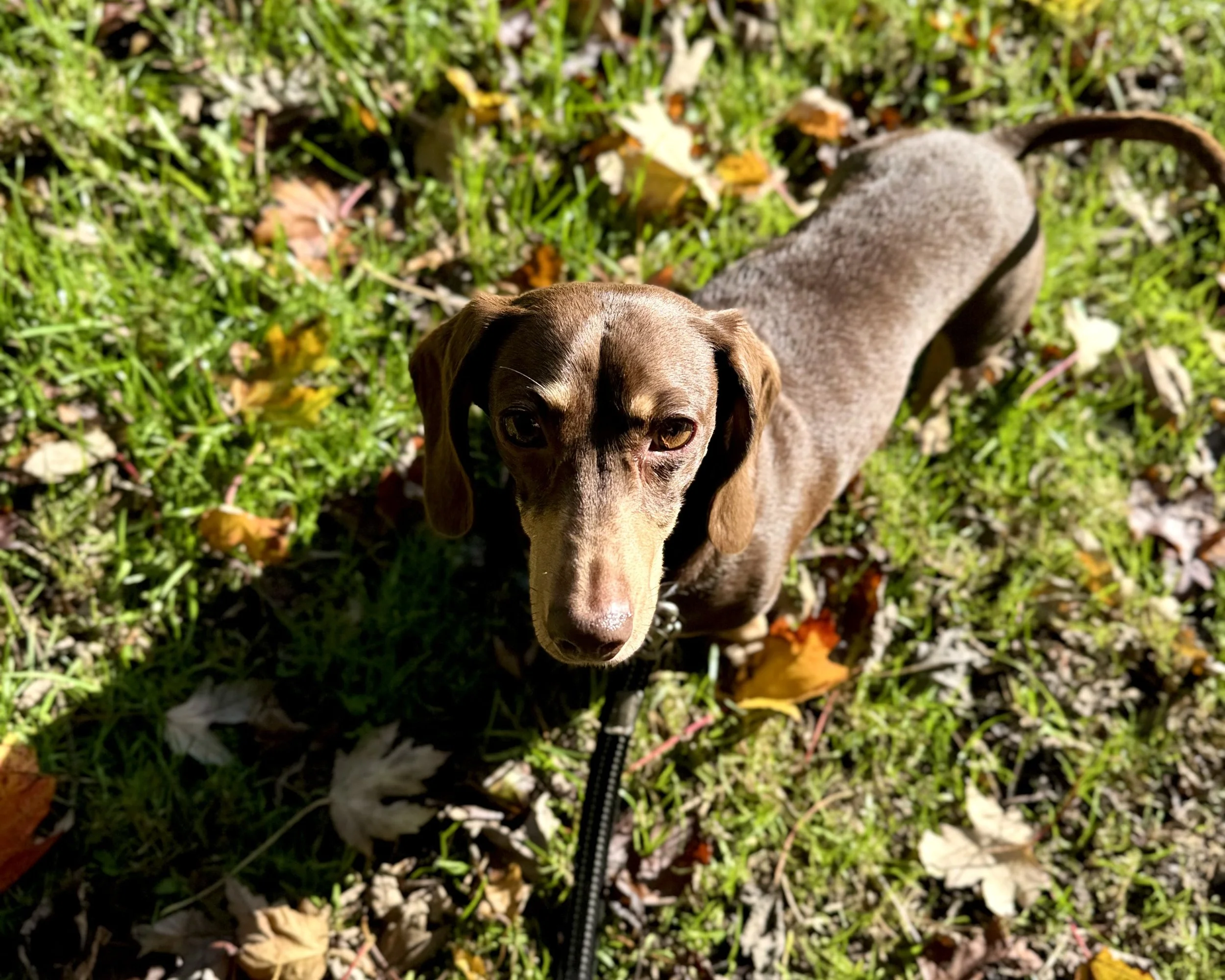 A brown dog with long ears standing on grass with fallen autumn leaves, looking up at the camera.
