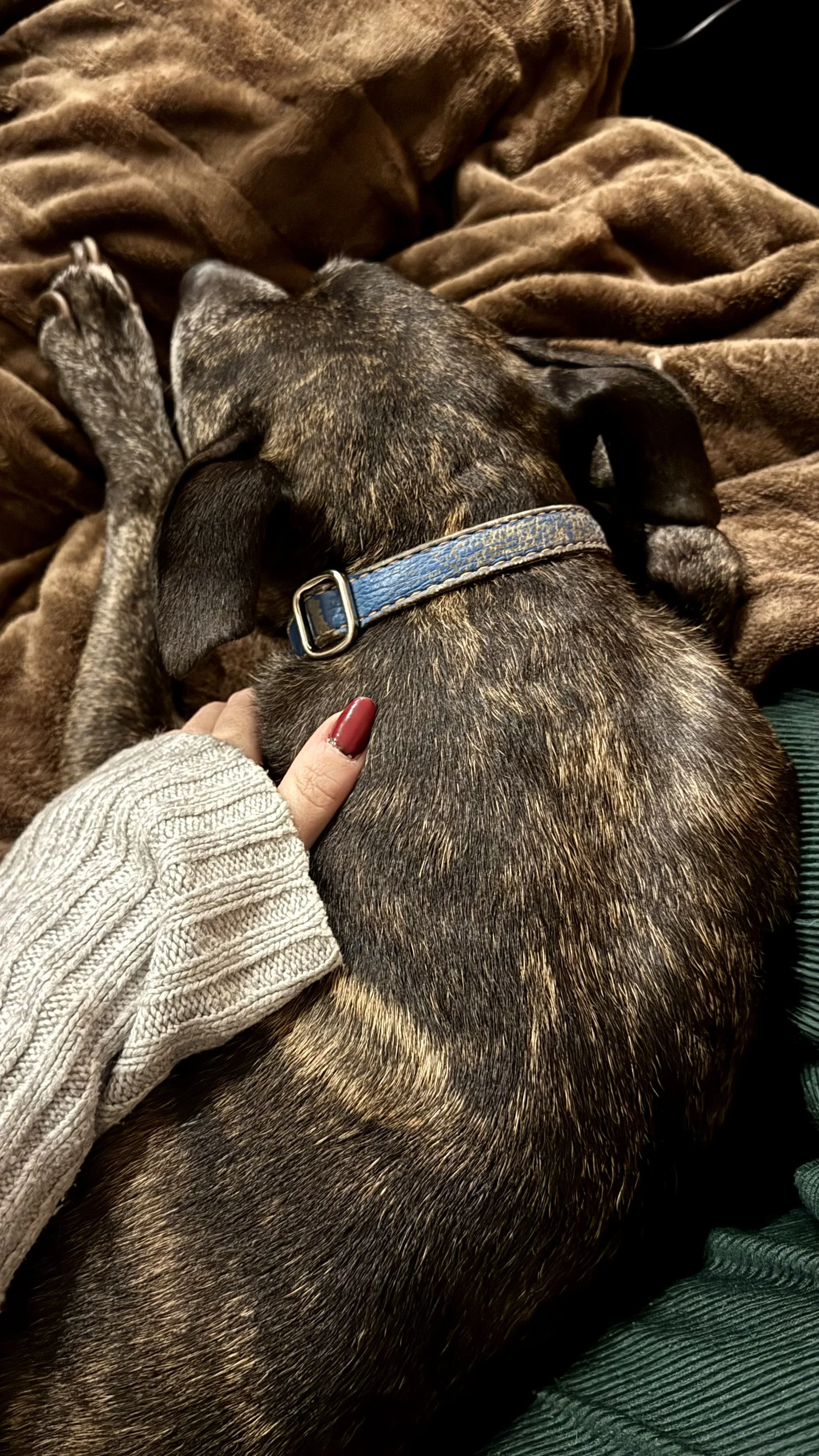 A person with red painted nails and a beige sweater is petting a brindle dog with a blue collar, who is lying on a brown blanket. The dog is relaxed and resting their head on the blanket.