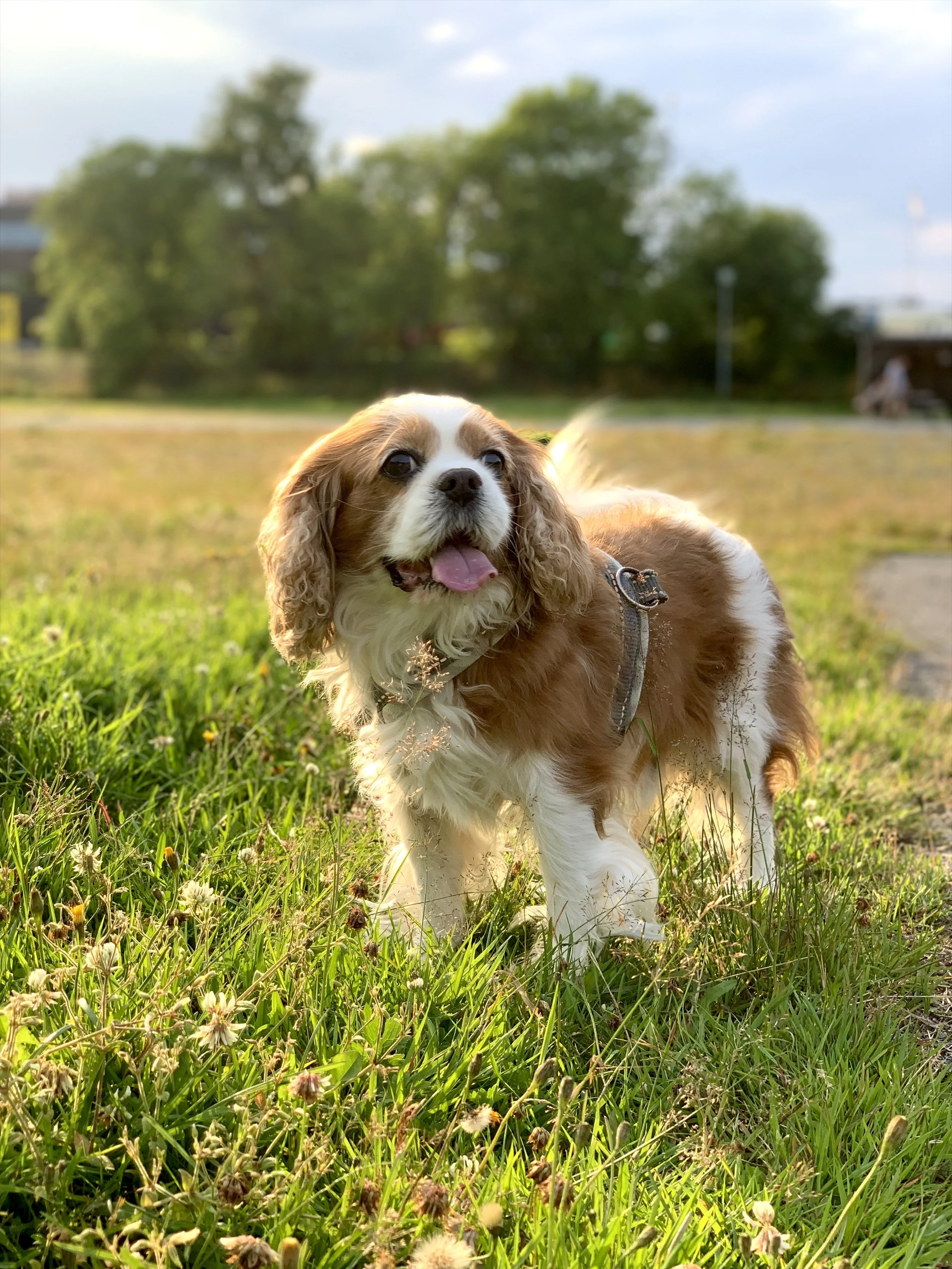 A brown and white Cavalier King Charles Spaniel dog standing in a grassy field with small white flowers, park trees, and a pathway in the background under a partly cloudy sky.