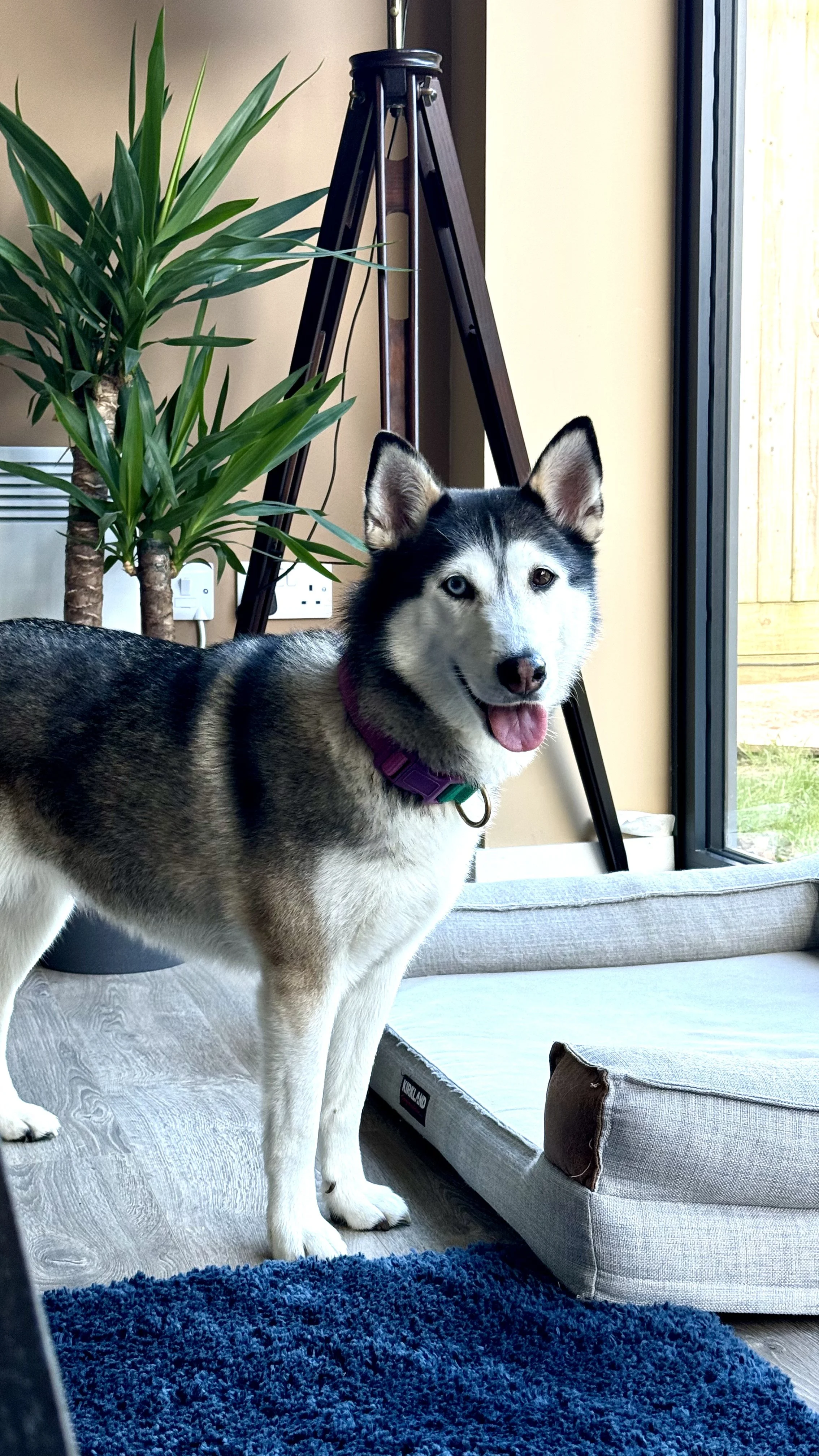 A Husky dog with one blue eye and one brown eye standing on a wooden floor next to a dog bed, with a plant and a tripod in the background near a window.