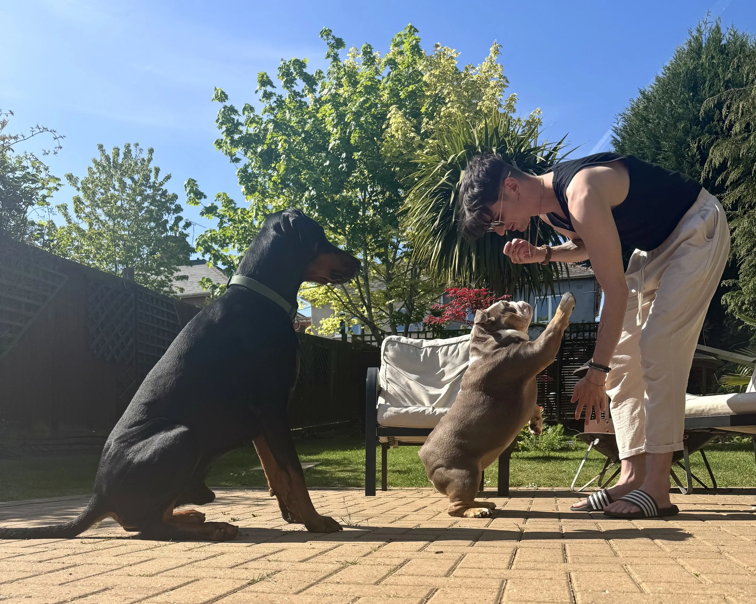 A woman with sunglasses and a black tank top interacting with two dogs on a sunny backyard patio, one sitting and the other standing on its hind legs, with green trees and a blue sky in the background.