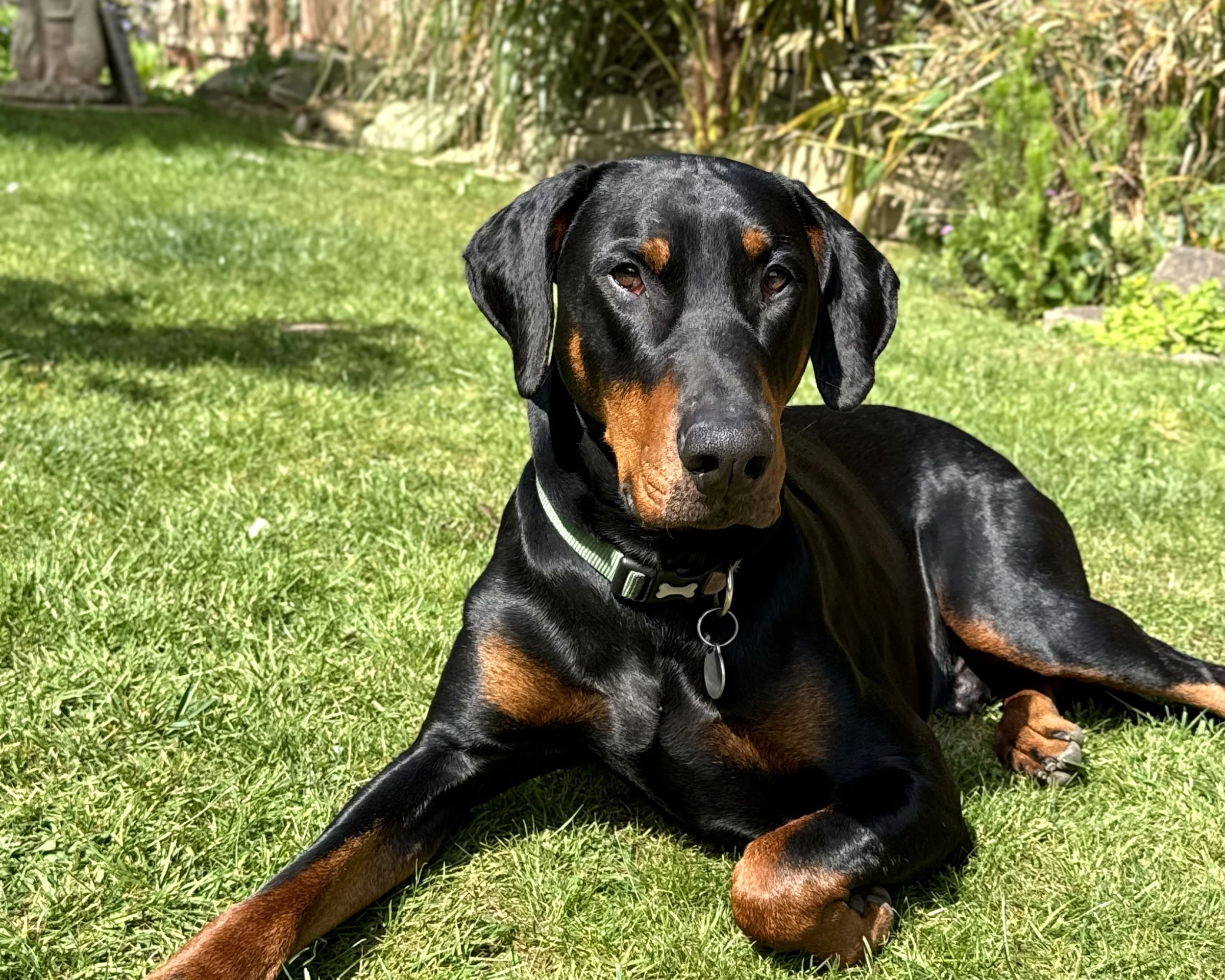A Doberman Pinscher resting on a grassy lawn with a garden background.