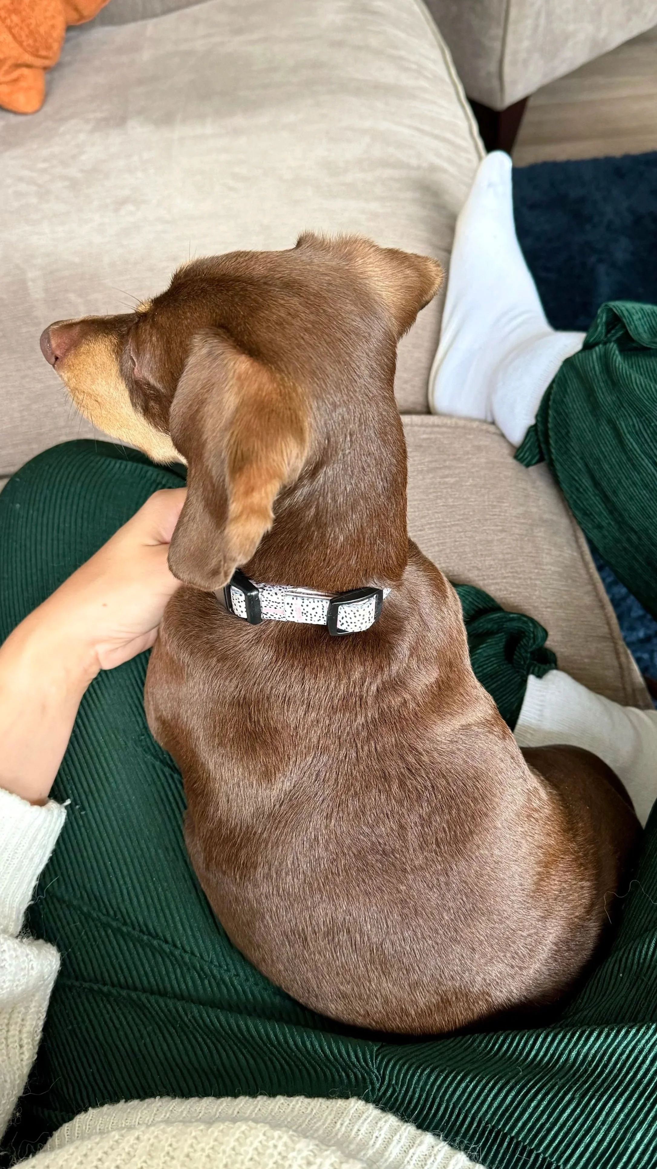 Brown dog with a white, polka-dotted collar sitting on a person's lap on a beige sofa.