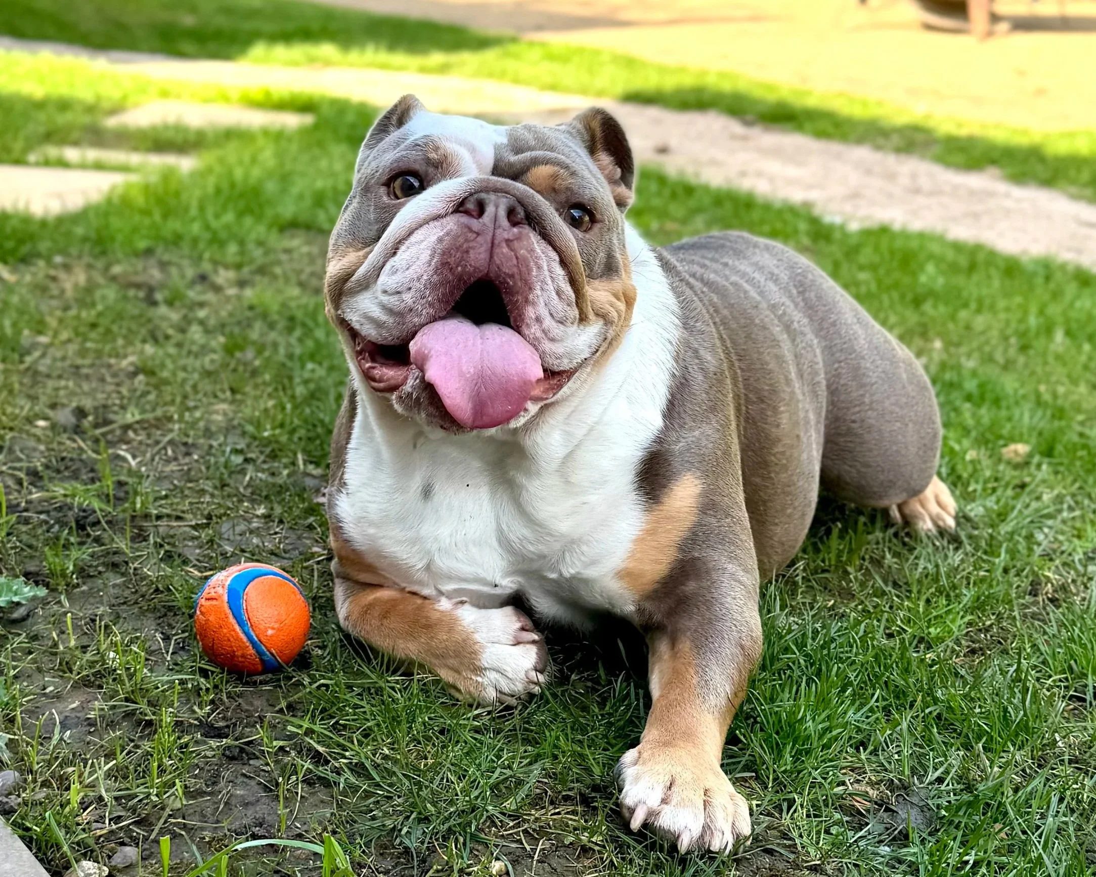 A happy bulldog laying on the grass with a small orange and blue ball nearby. The dog has a broad smile, open mouth, and tongue sticking out. The background shows a grassy yard with patches of dirt and a garden path.