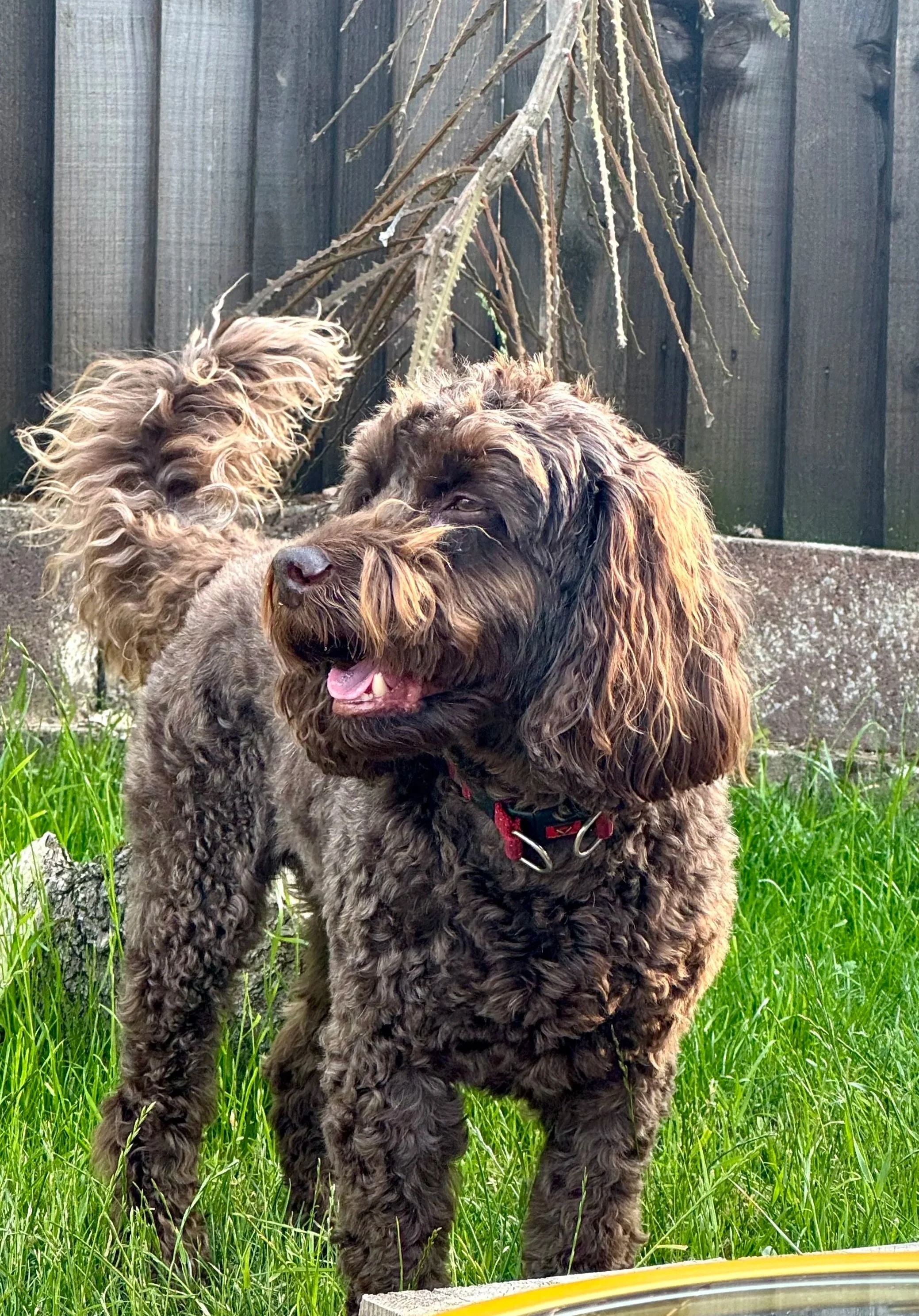 A brown curly-coated dog standing on green grass in a backyard with a wooden fence in the background.