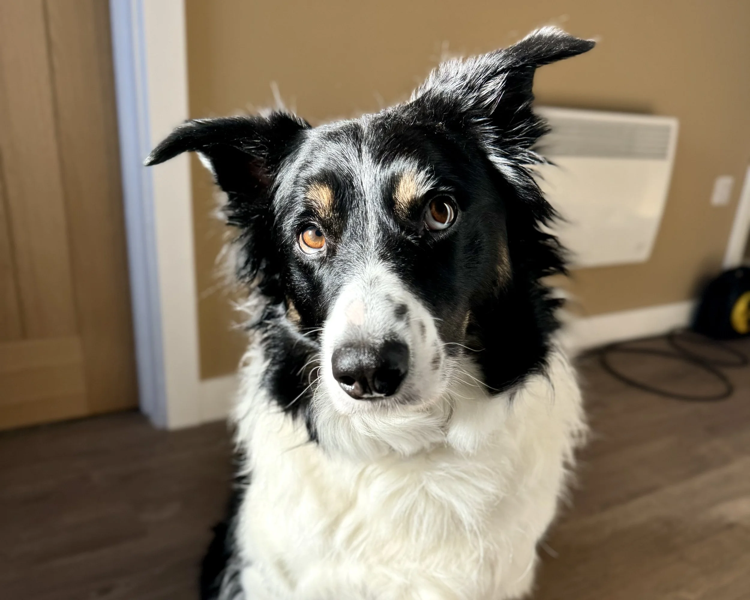 Close-up of a Border Collie dog indoors, with a brown wall, wooden door, and heater in the background.