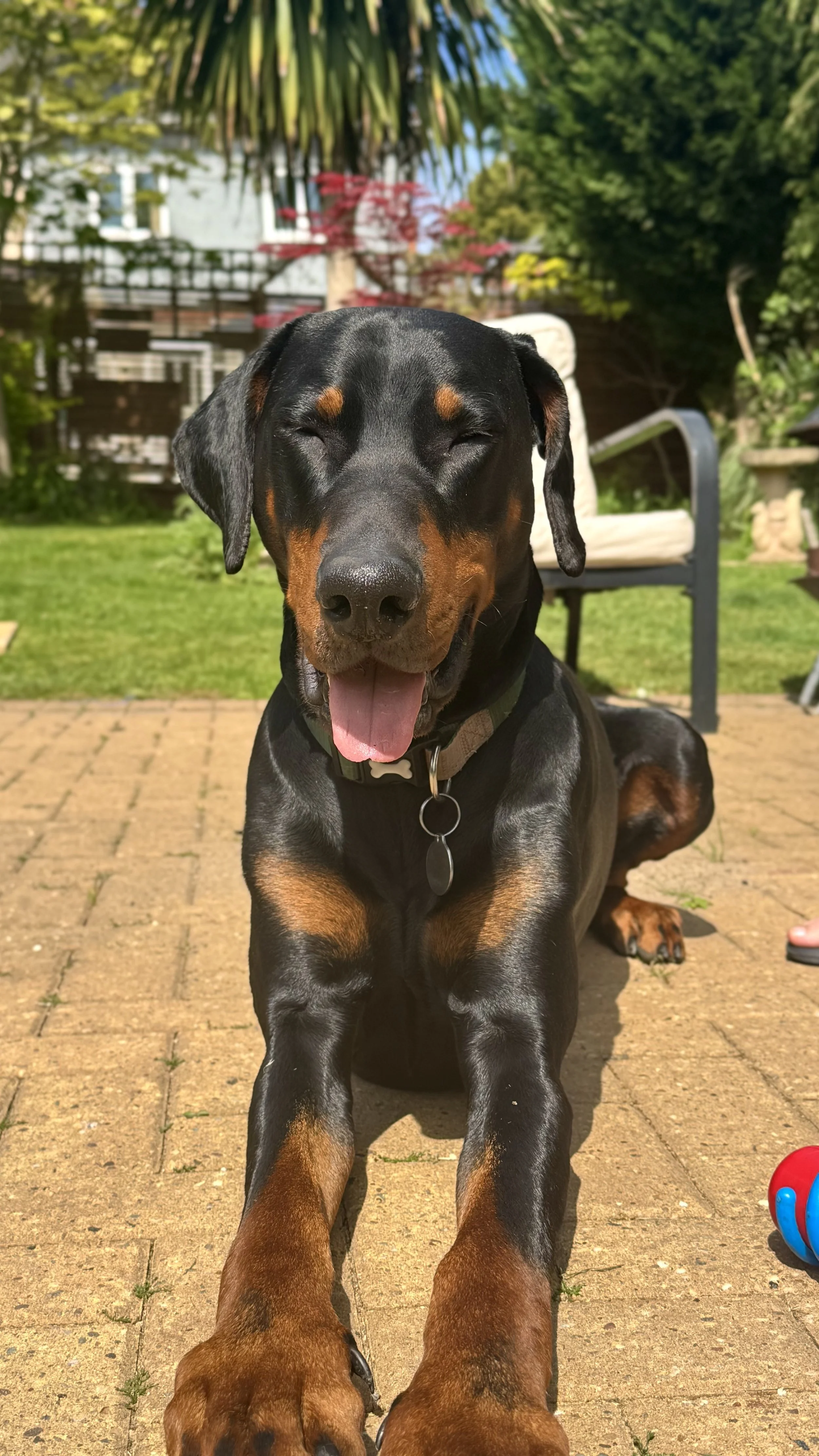 Close-up of a smiling Doberman dog lying on the brick patio in a backyard with green grass, trees, and garden furniture.