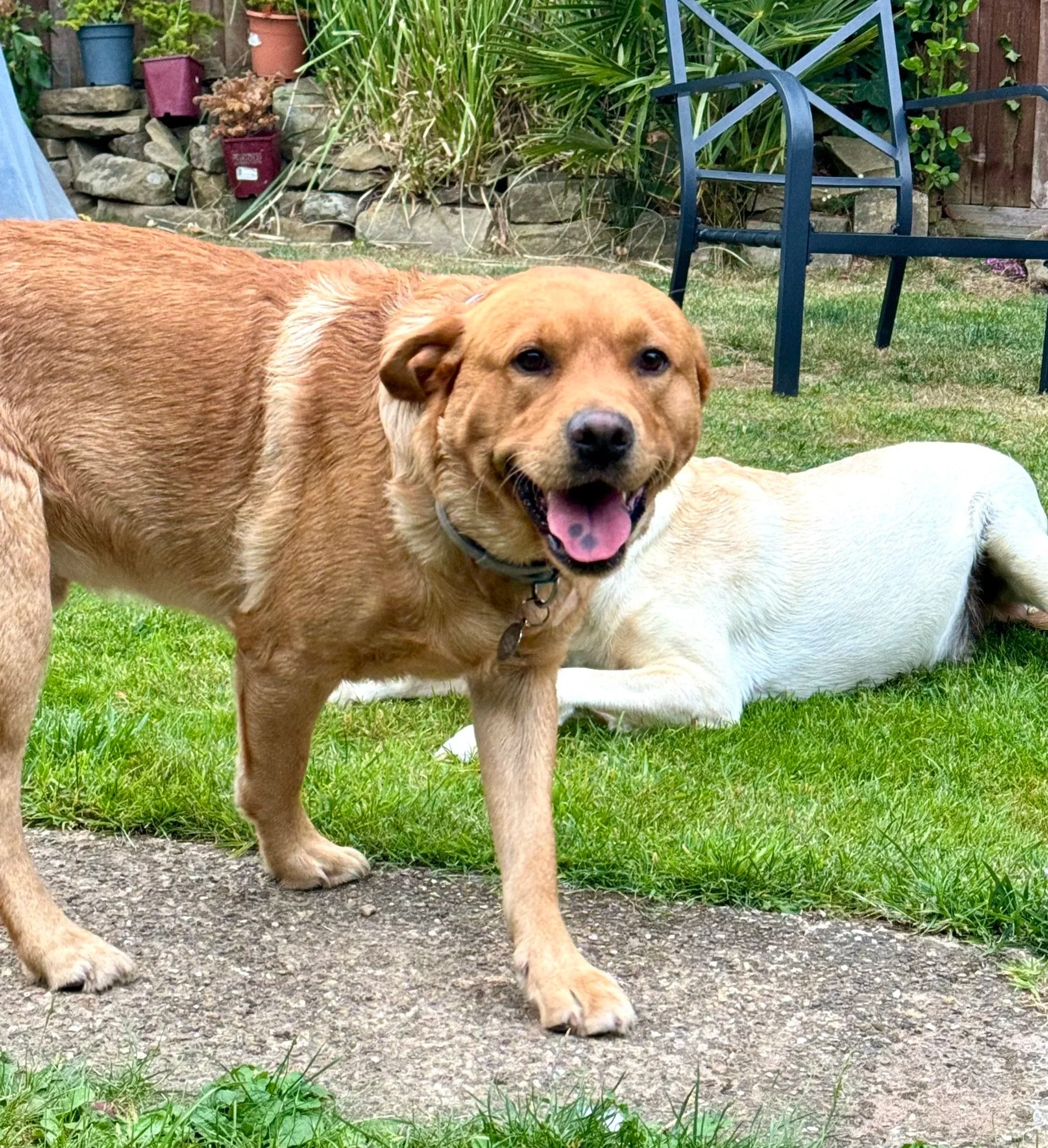 A happy brown dog standing on a concrete path in a backyard with green grass, another dog lying down, a garden with plants, rocks, and a black metal chair.
