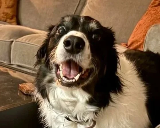 Happy black and white dog with open mouth, sitting on a couch with pillows.