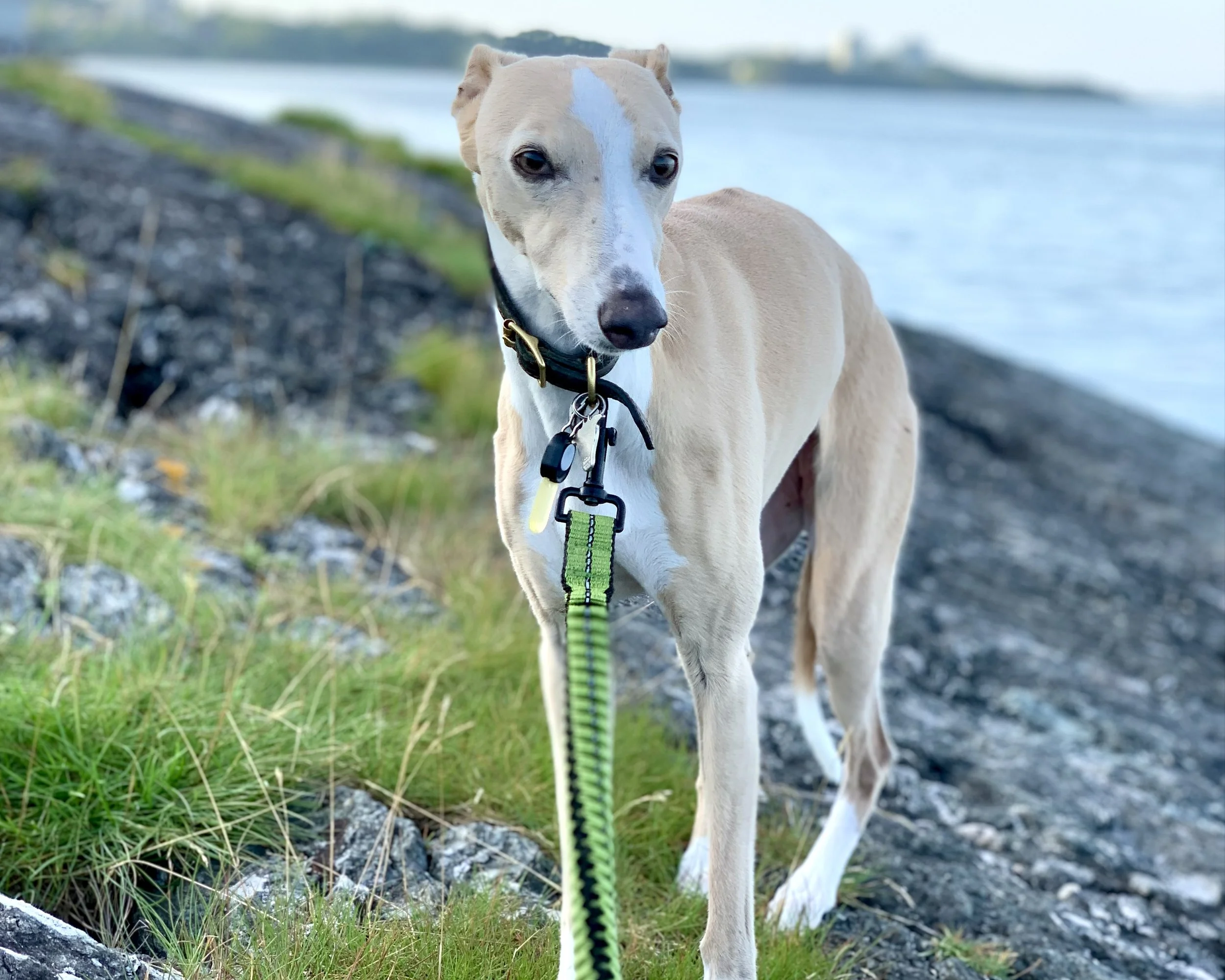 A tan and white dog, possibly a whippet or greyhound, standing on grassy rocky terrain near water with a leash and collar, overlooking a body of water.