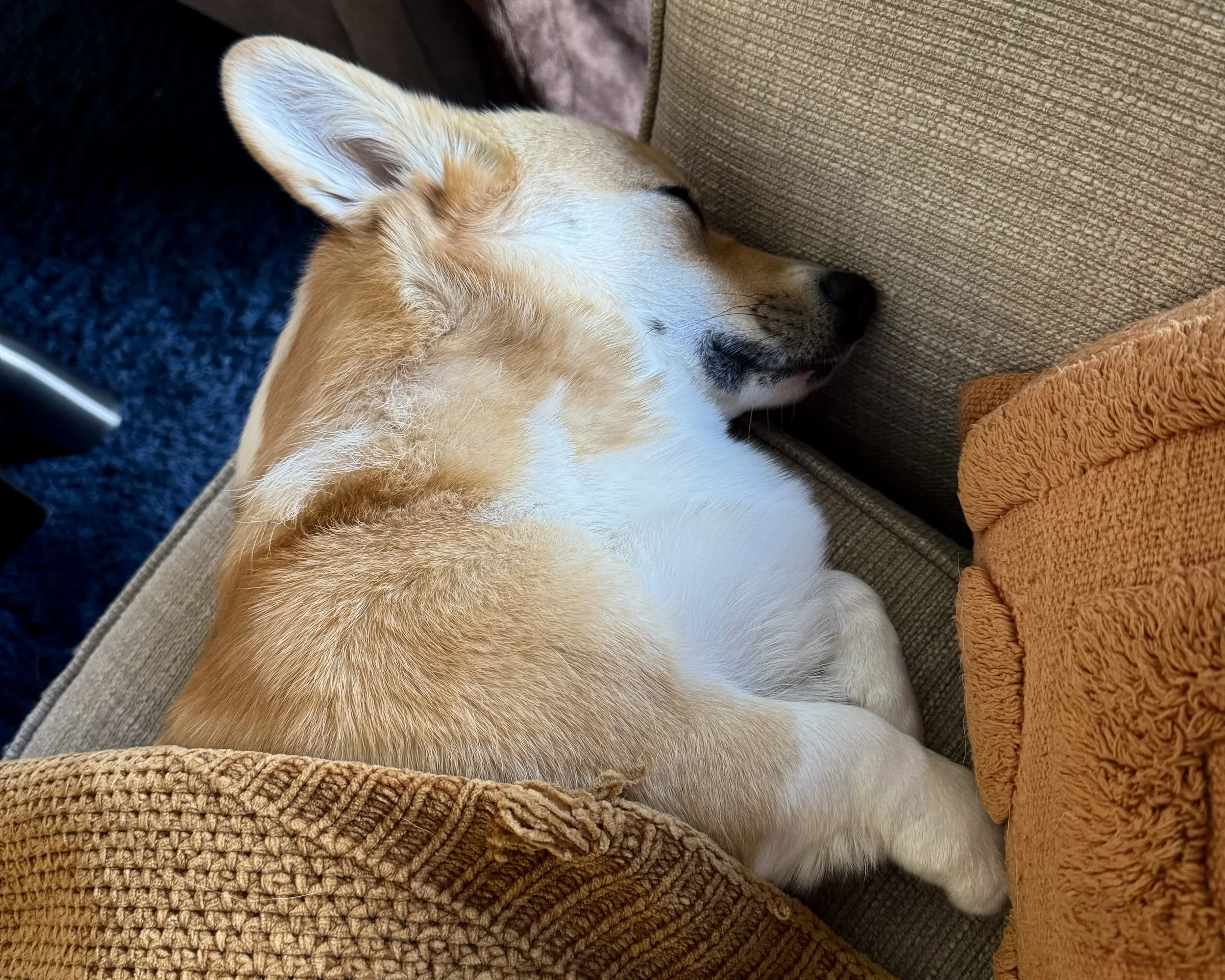 A puppy sleeping on a brown couch between cushions.