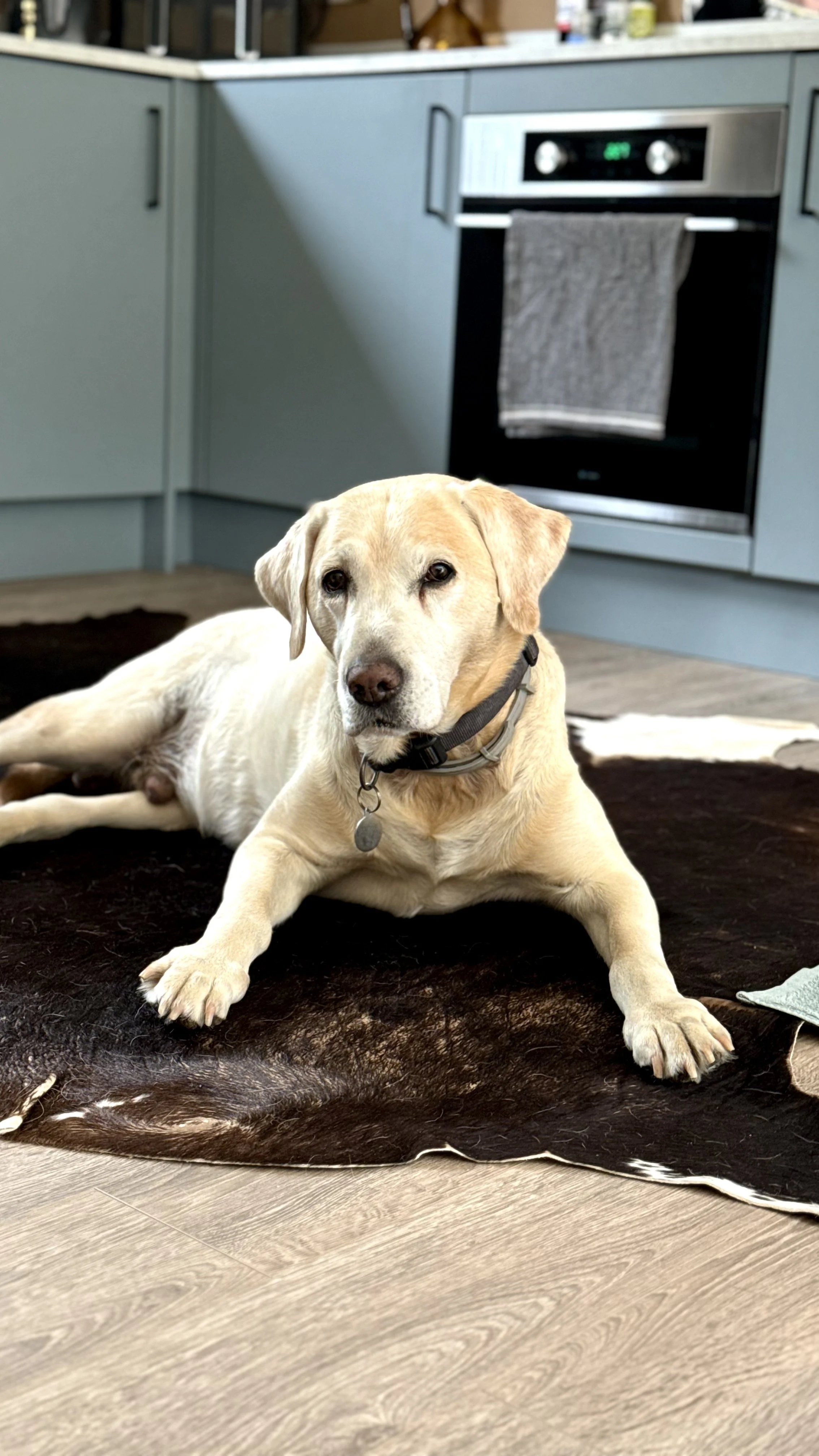 Labrador retriever dog lying on a dark brown cowhide rug in a kitchen, with blue cabinets, a stainless steel oven, and a gray towel hanging from the oven handle in the background.
