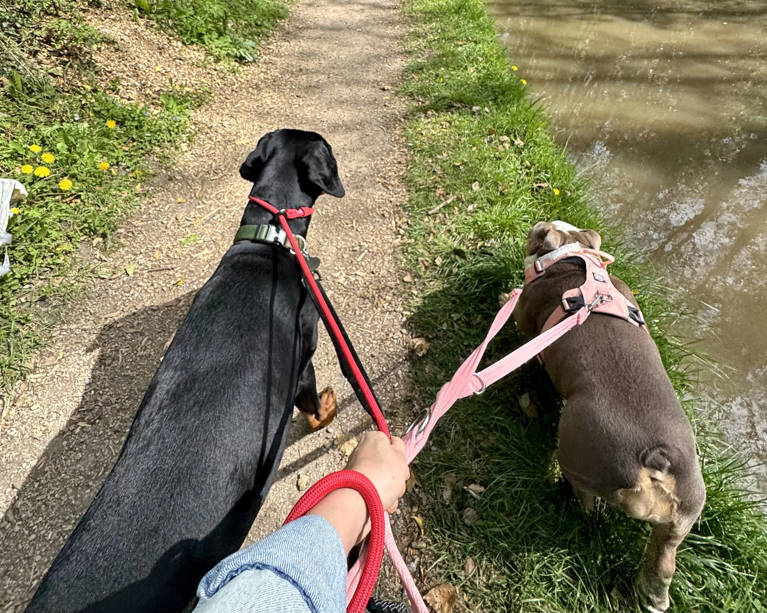 A person walking two dogs on a narrow dirt and gravel path beside a body of water. One dog is black with brown paws, and the other is brown, both wearing harnesses and leashes.