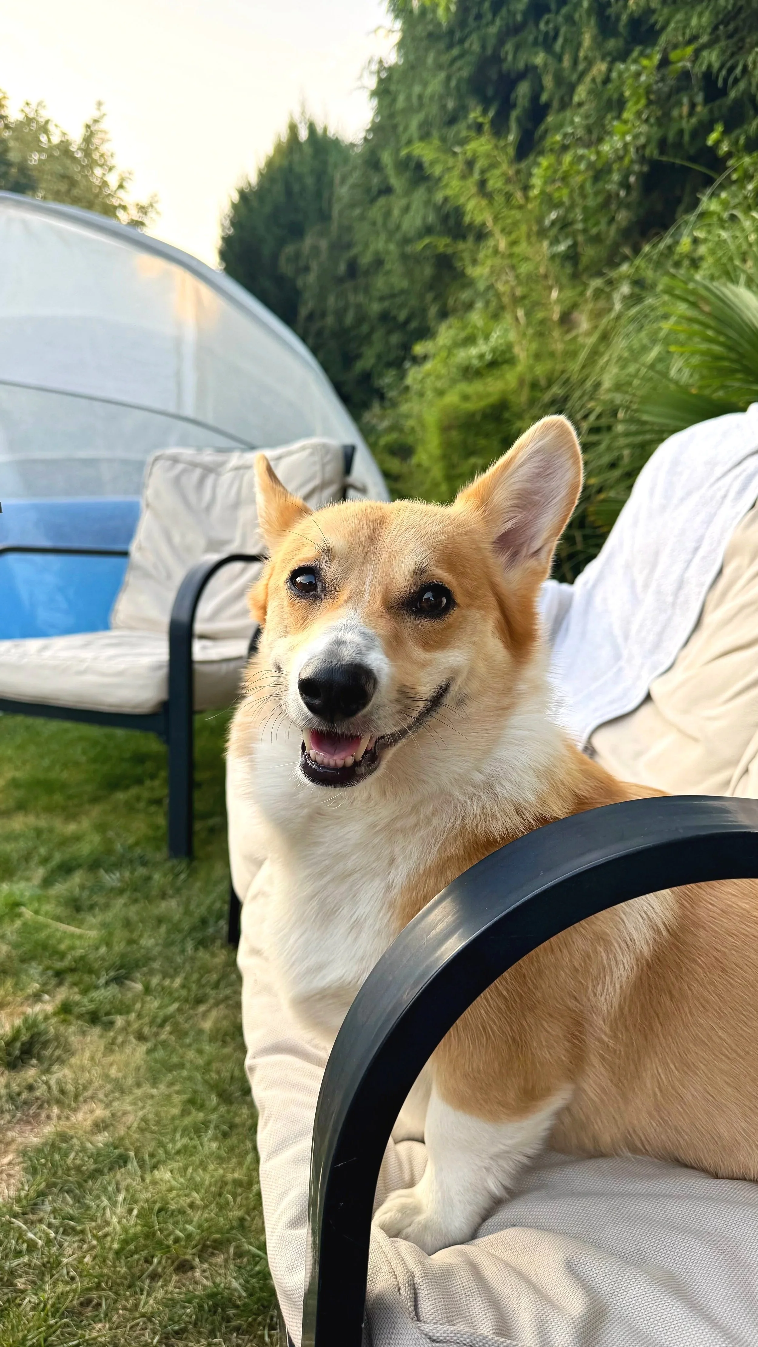 A happy smiling dog with tan and white fur sitting on an outdoor beige sofa with a black armrest in a backyard, with green trees and a white tent or greenhouse in the background.