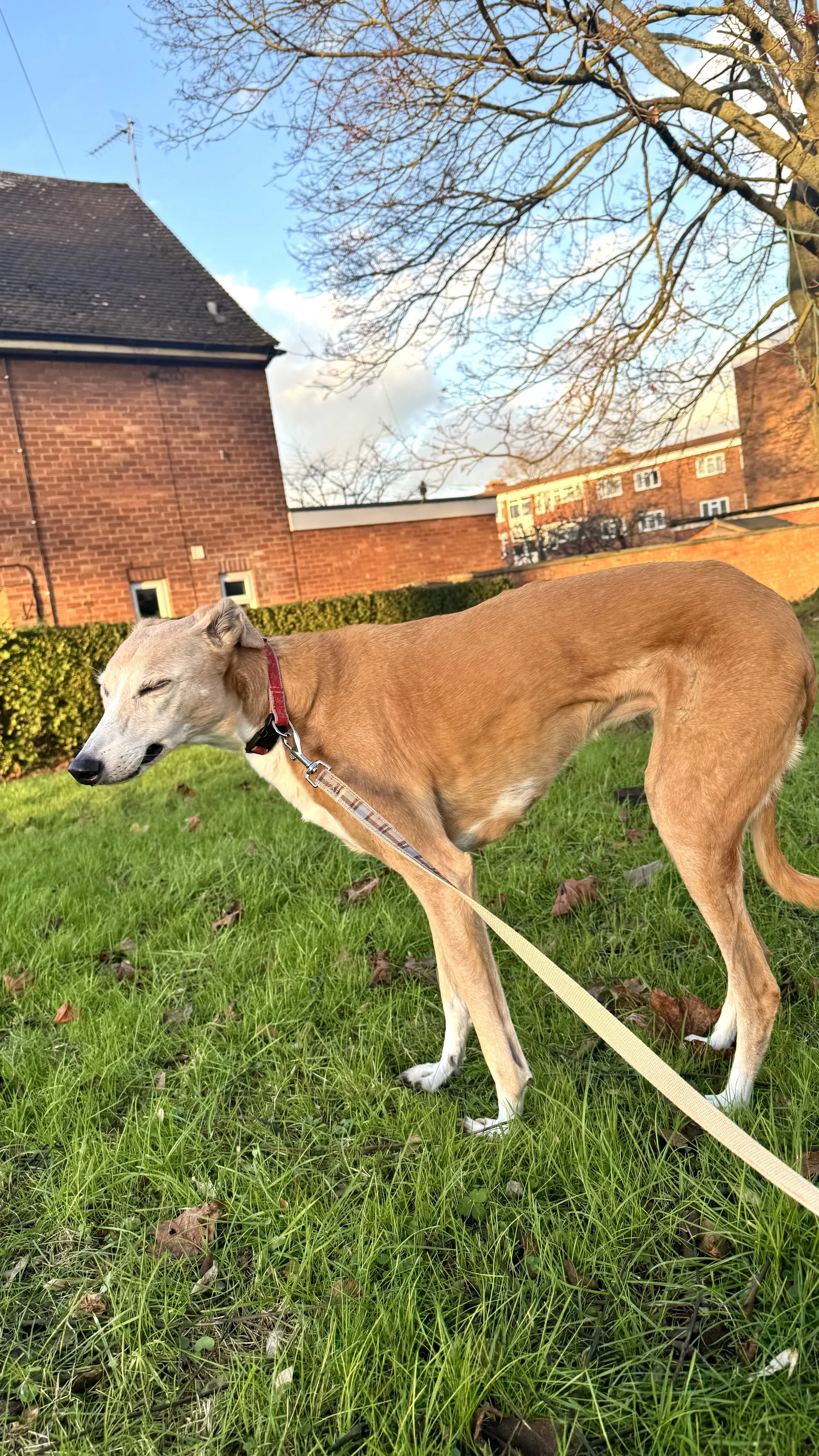 A tan greyhound dog with a red collar standing on green grass in a park, with a brick building, a hedge, and a leafless tree in the background on a partly cloudy day.