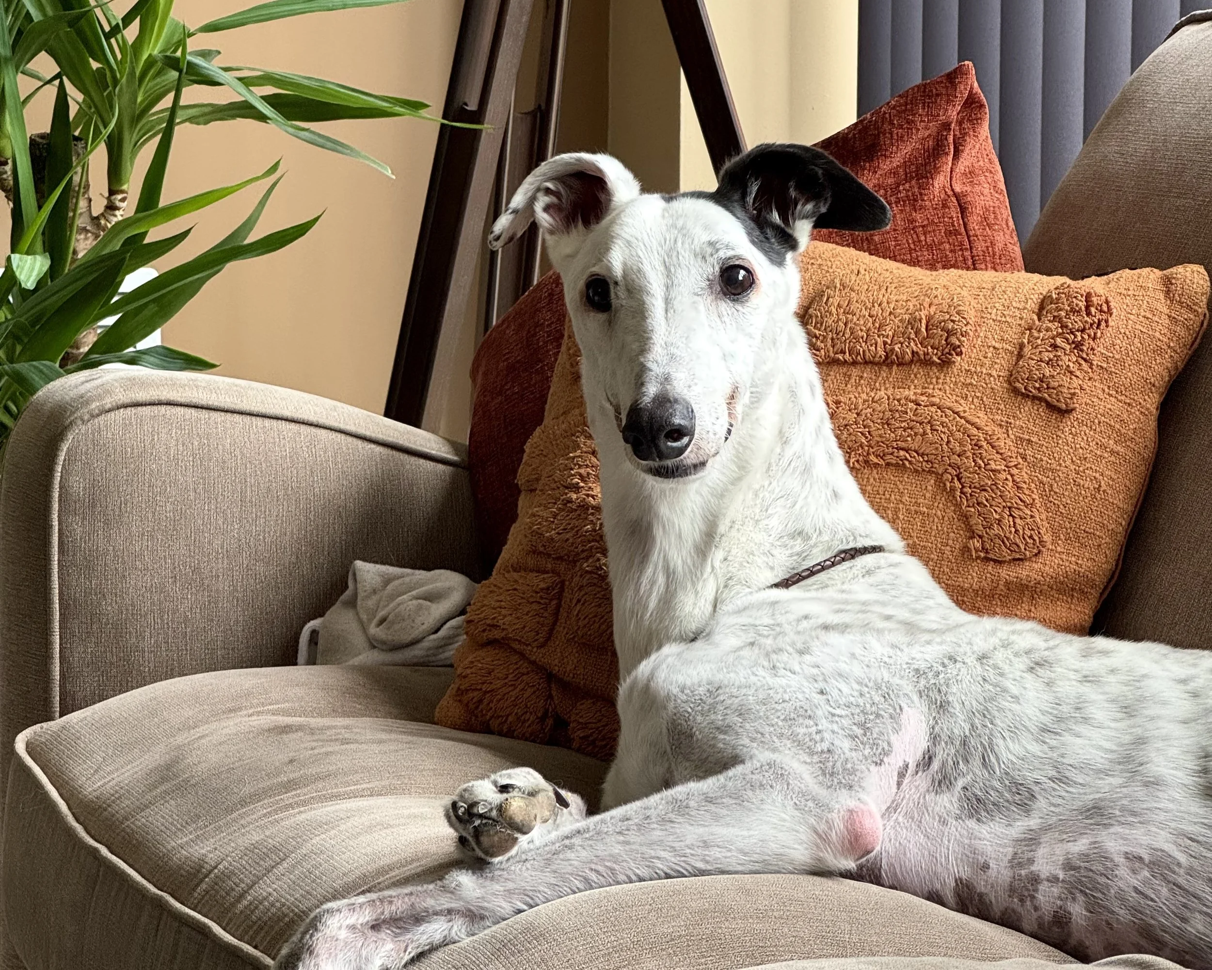 A white dog with black ears relaxing on a beige couch with orange cushions and a green plant nearby.