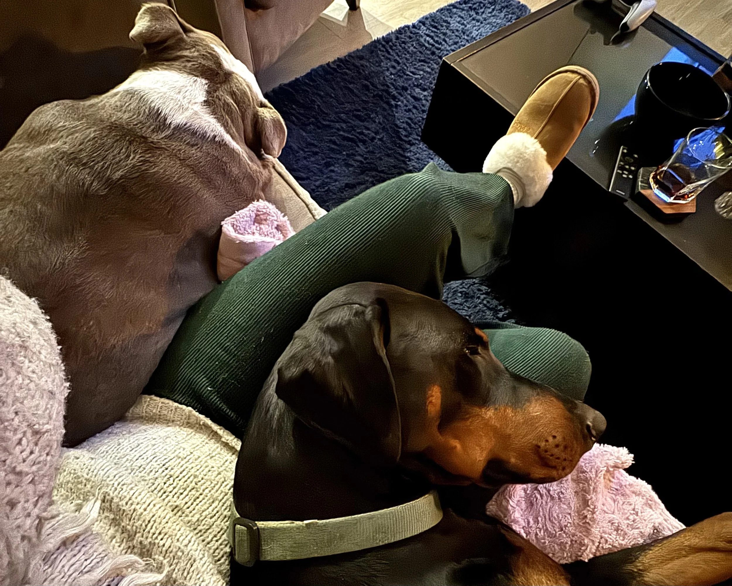 Two dogs, a large brown dog and a smaller brown dog, sleeping on a person's lap on a sofa. The person is wearing dark green pants, a beige sweater, and tan slippers with white fluffy lining. The scene is indoors with a dark coffee table, a black mug, and a glass with a drink on it visible nearby.
