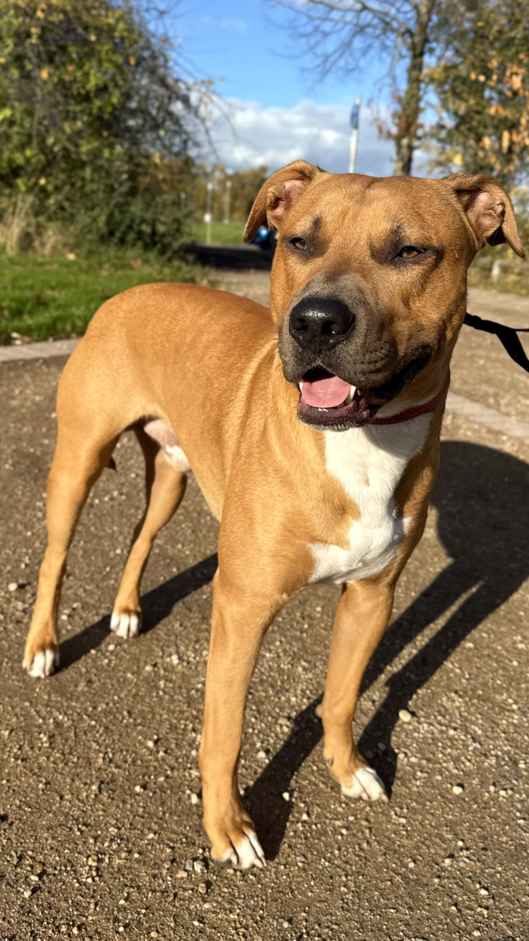 A tan dog with a white chest and paws standing outdoors on a gravel path, with trees and a blue sky in the background.