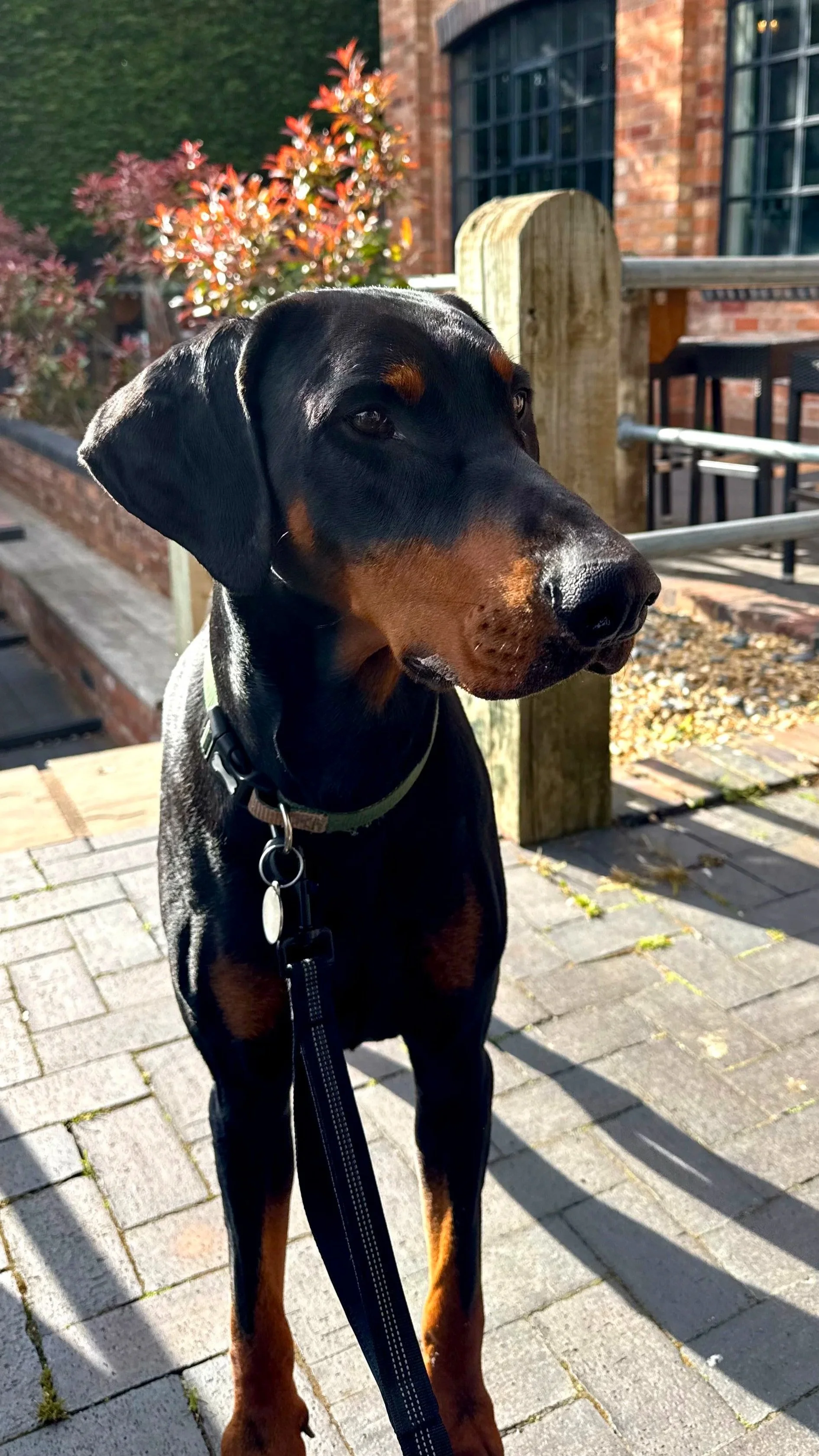 Close-up of a black and tan Doberman dog on a leash, outdoors on a brick patio, with a brick building, large window, and plants in the background.