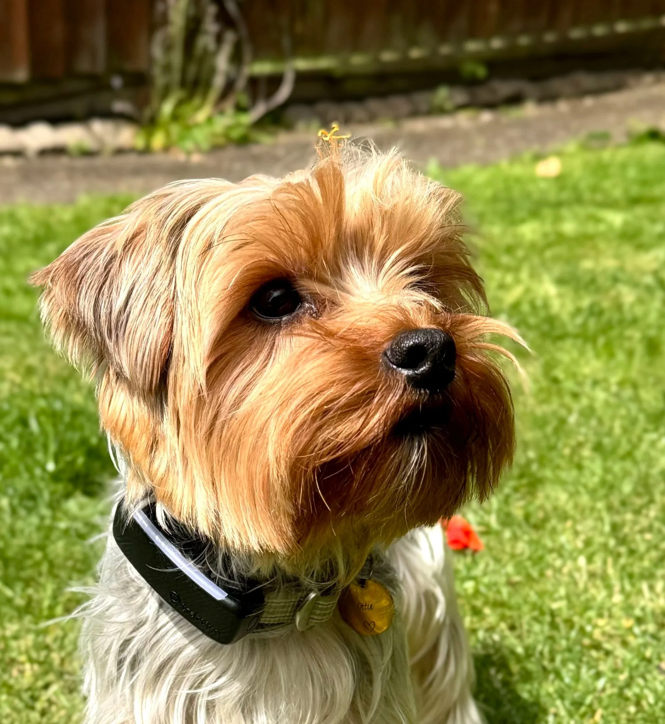 A small brown and white dog with long fur and a black collar, sitting on green grass in a backyard.