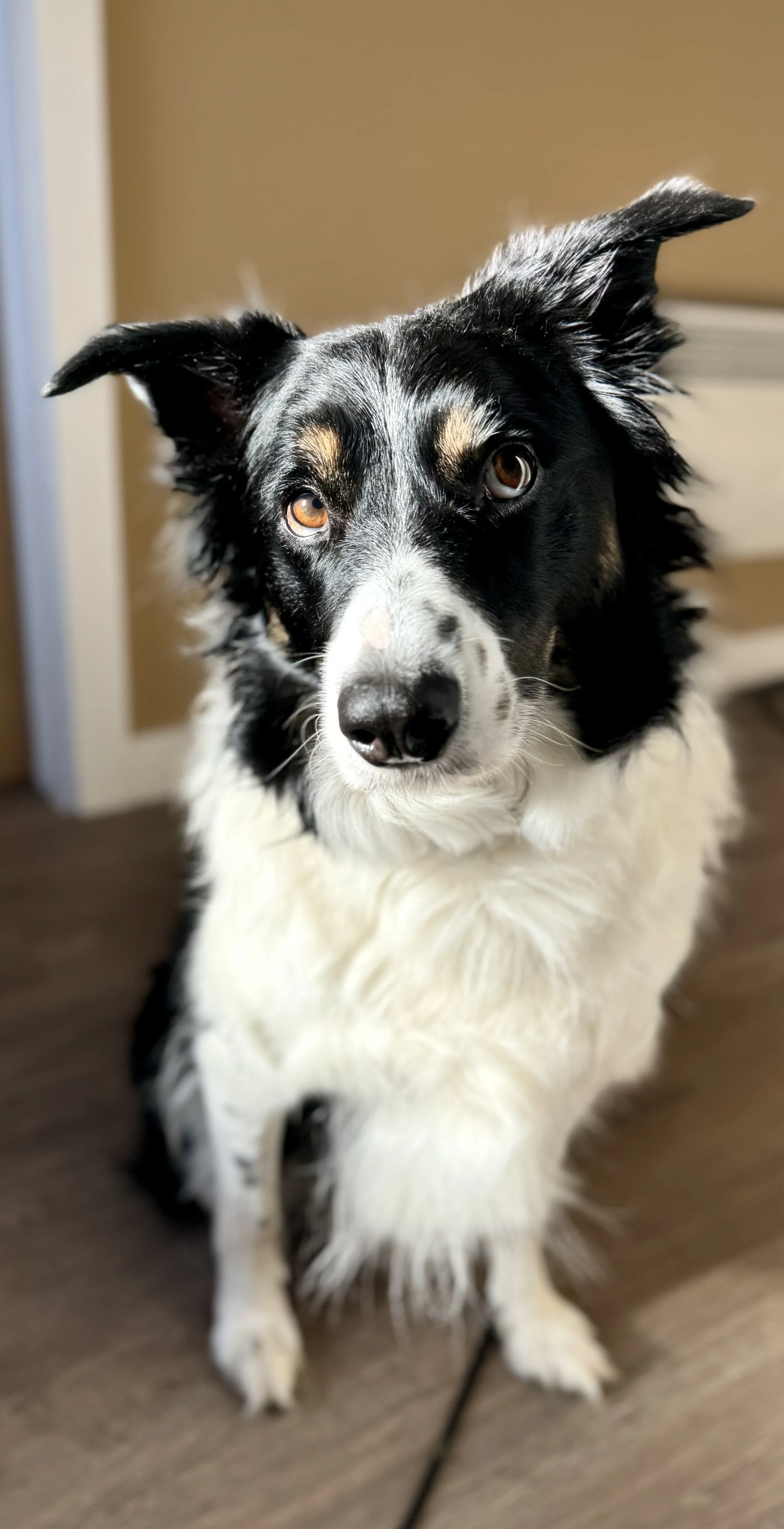 Close-up of a black and white dog with heterochromatic eyes, sitting on a wooden floor indoors