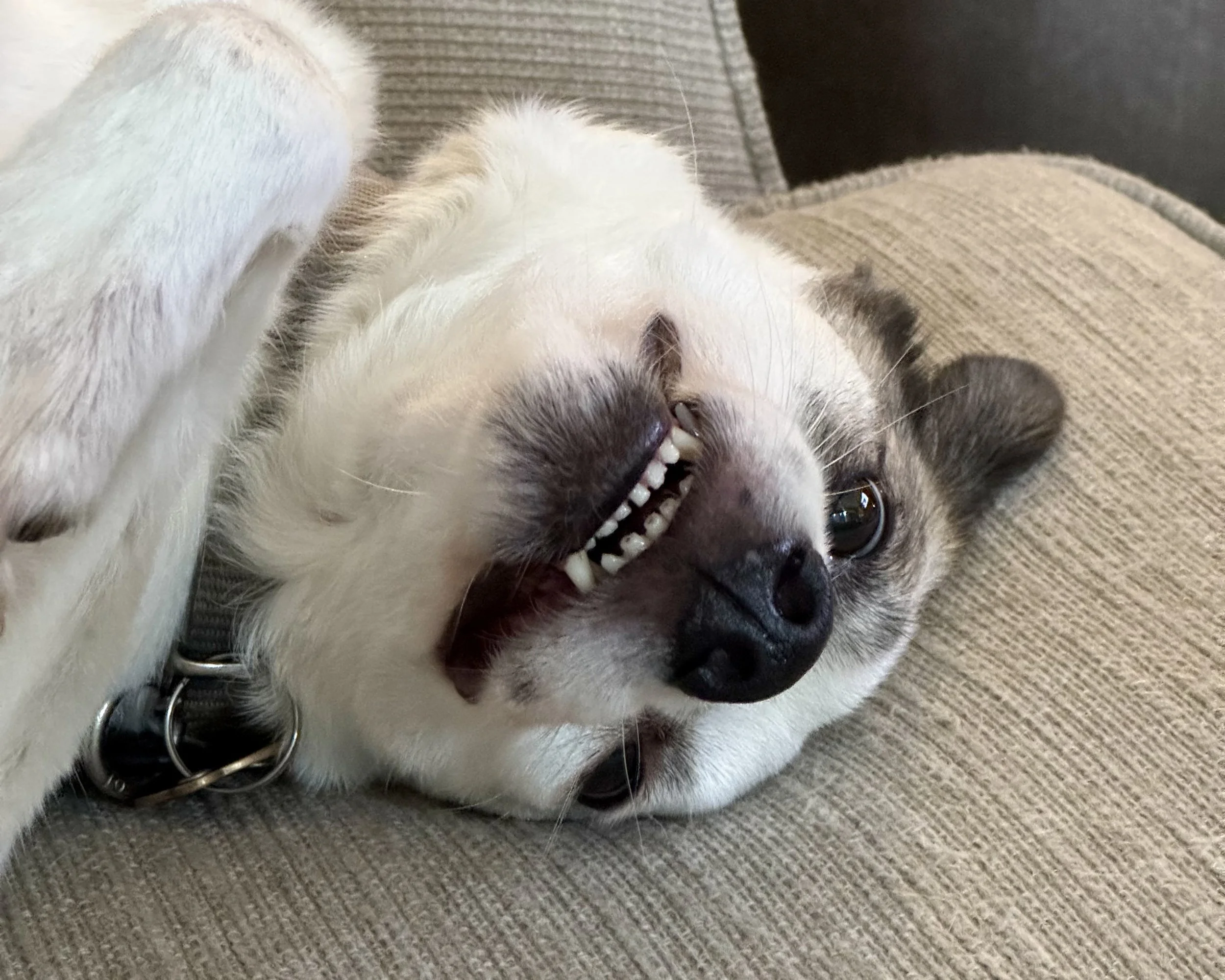Dog lying on its back on a couch, showing teeth and smiling with one eye open.