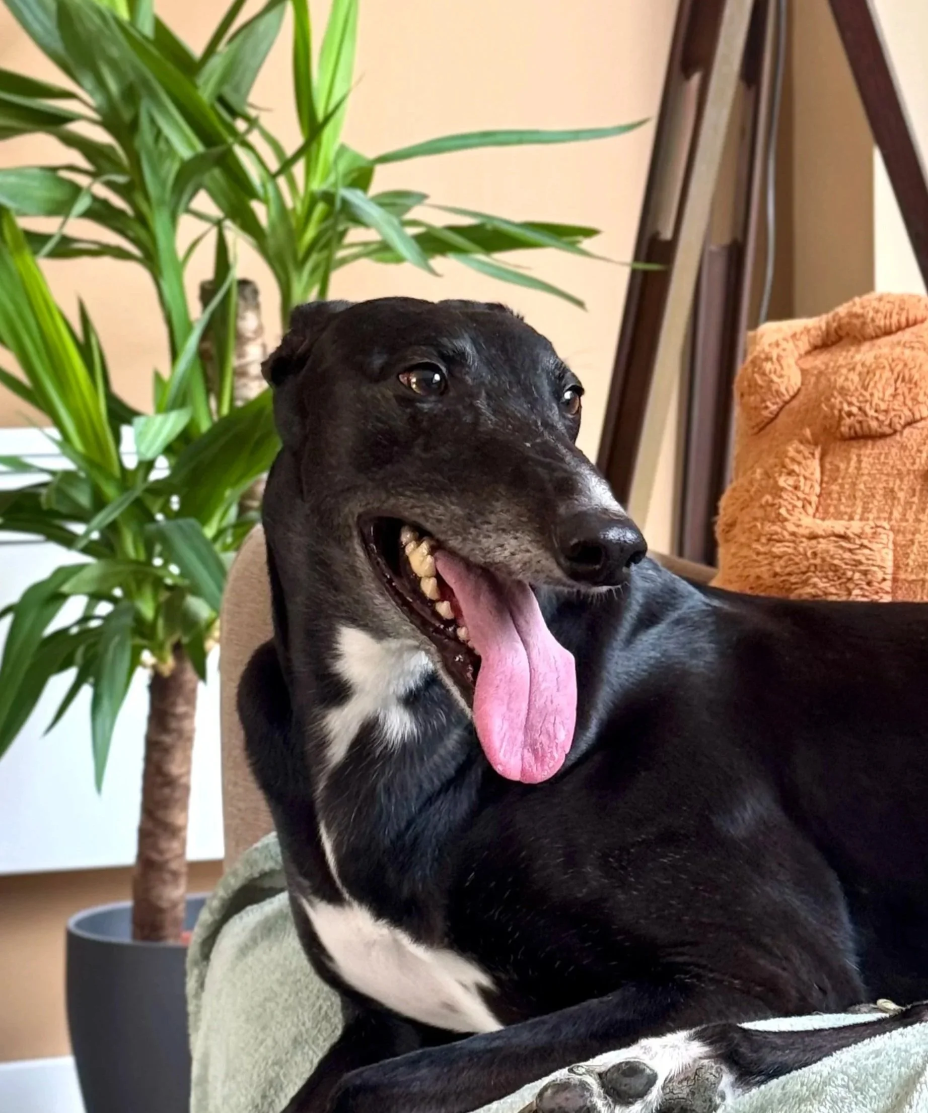 A black and white greyhound dog with its tongue out, sitting on a couch with a large green plant and an orange towel in the background.
